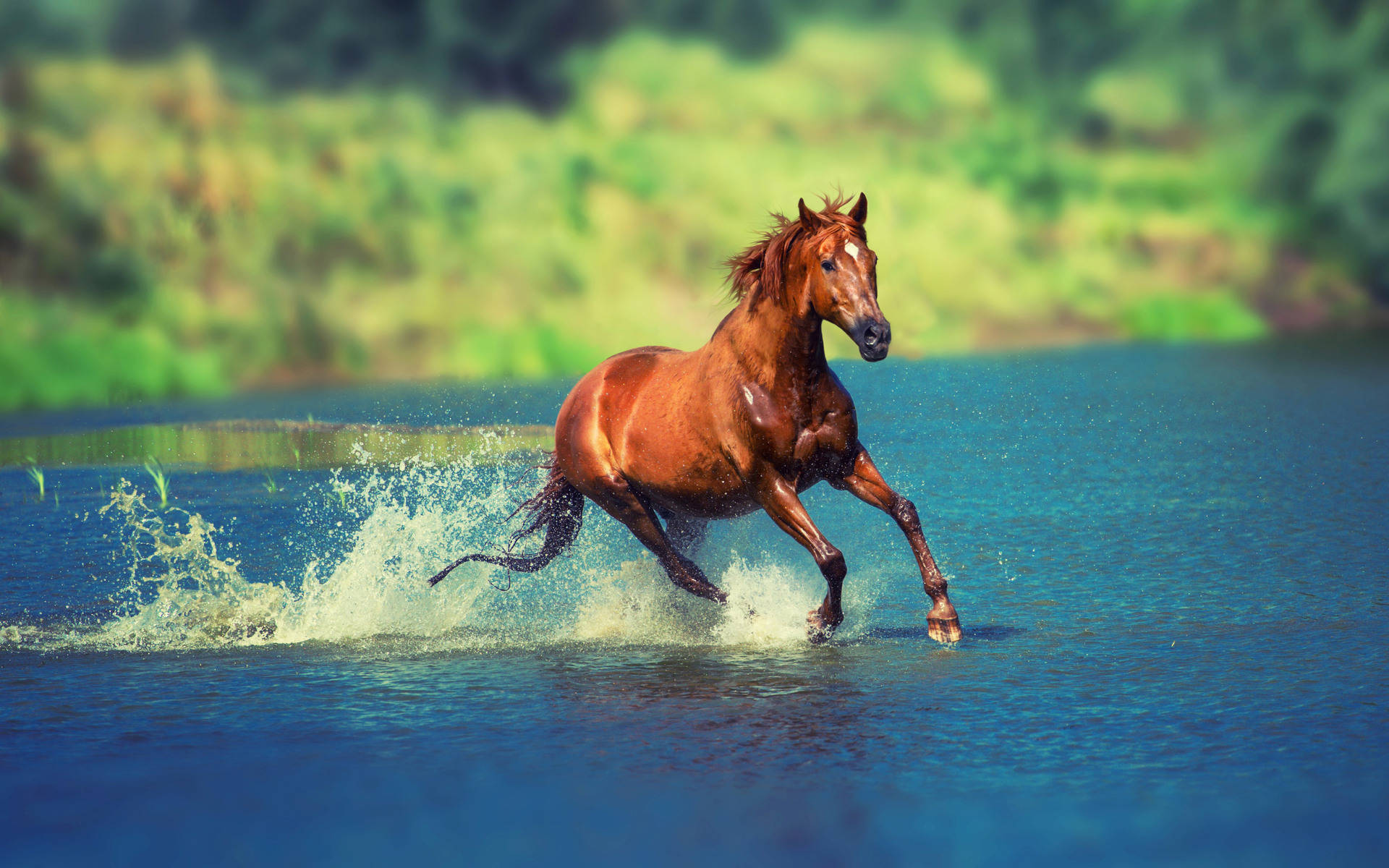 brown running horse, chestnut horse, clear blue water, Full HD Desktop Wallpaper