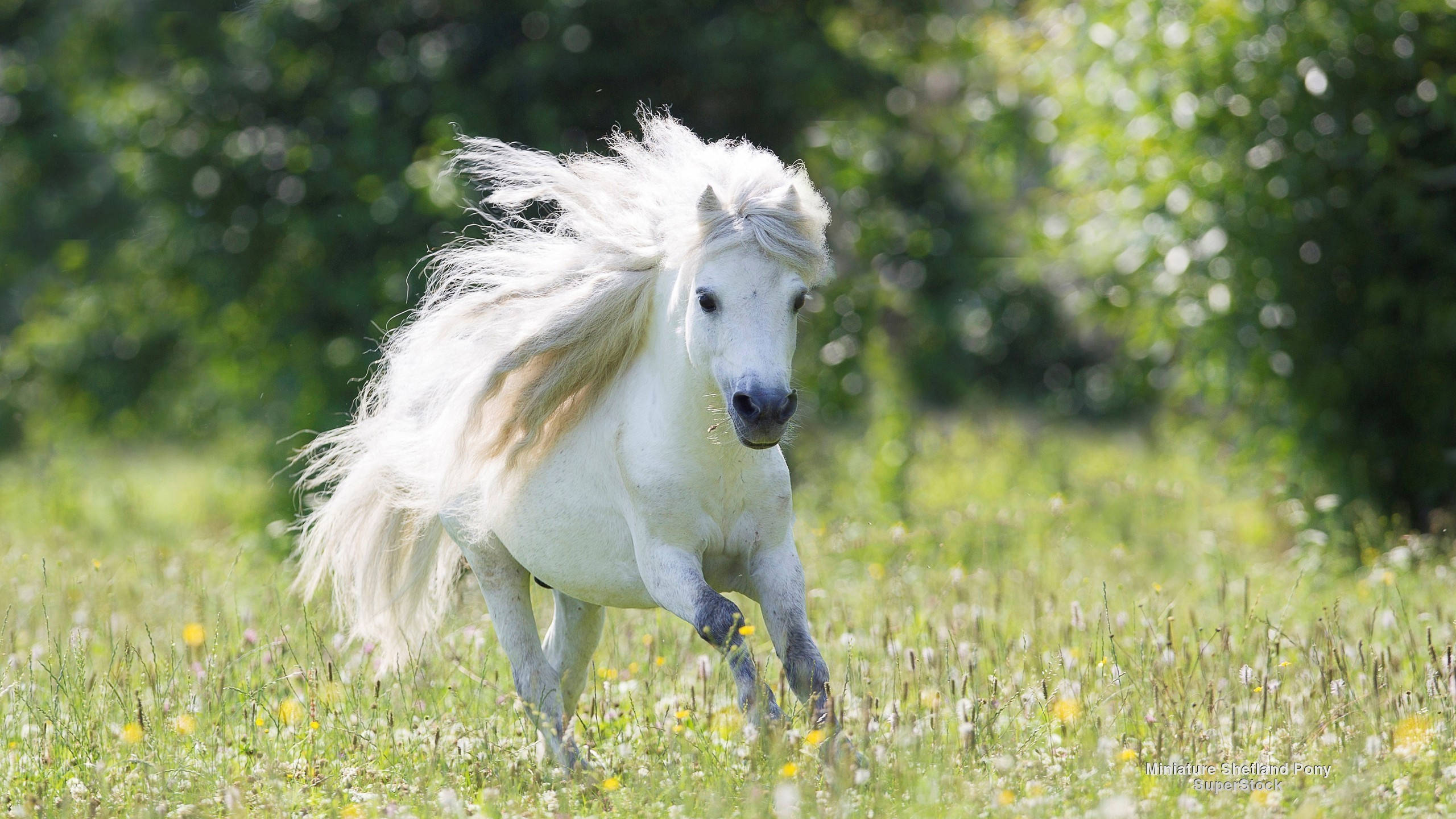 white running horse, flower field, sunlit meadow, 2K Desktop Wallpaper