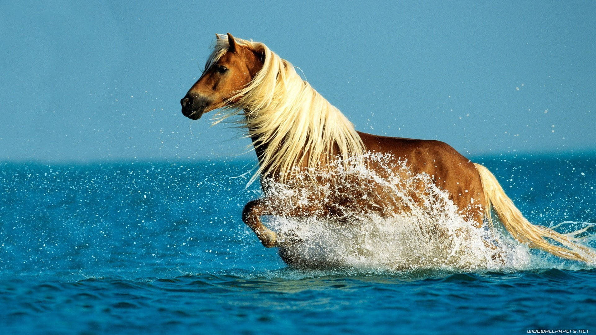 brown running horse, blonde mane, vibrant blue ocean water, Full HD Desktop Wallpaper