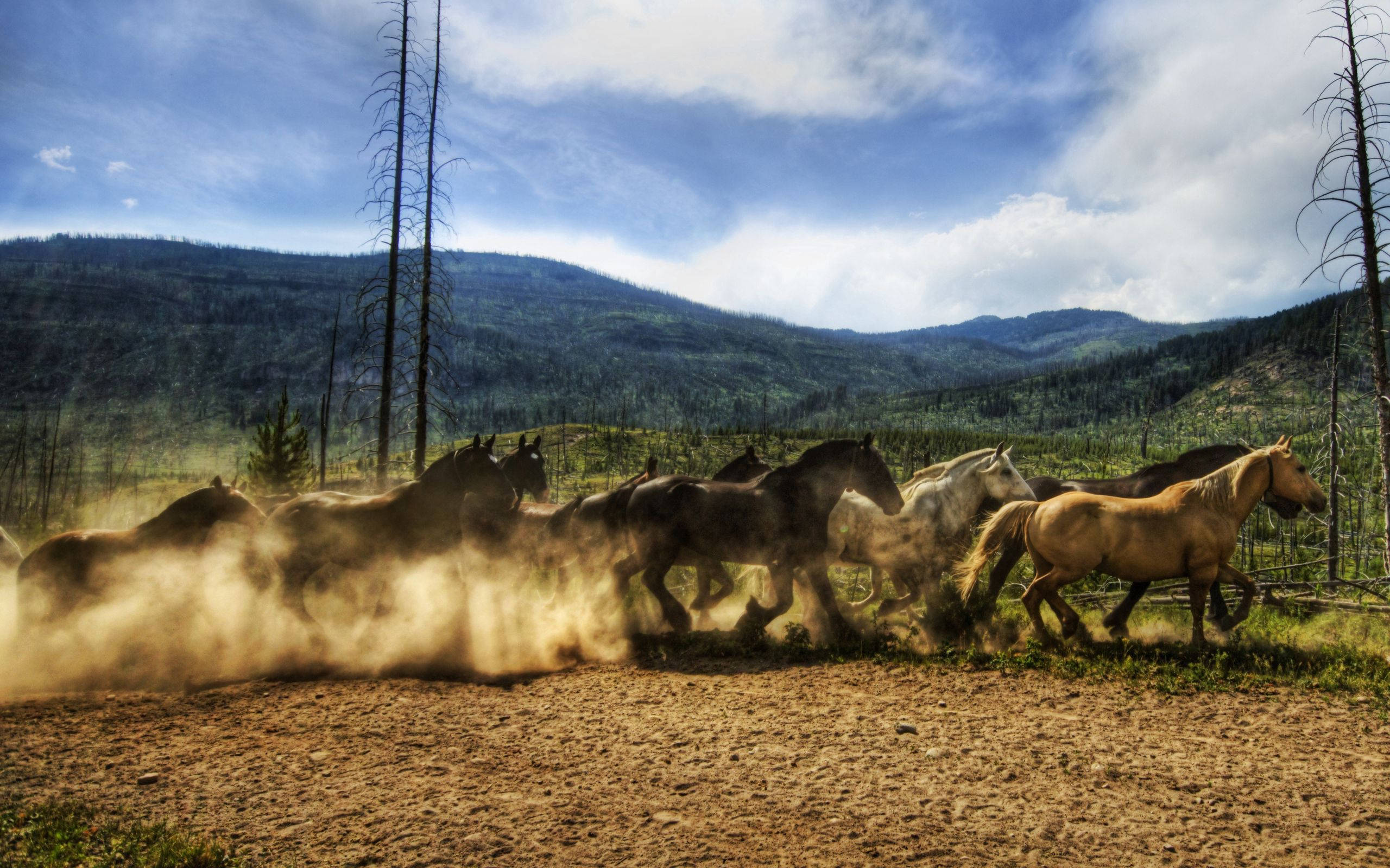Running Horse, countryside, dusty field, 2K Desktop Wallpaper