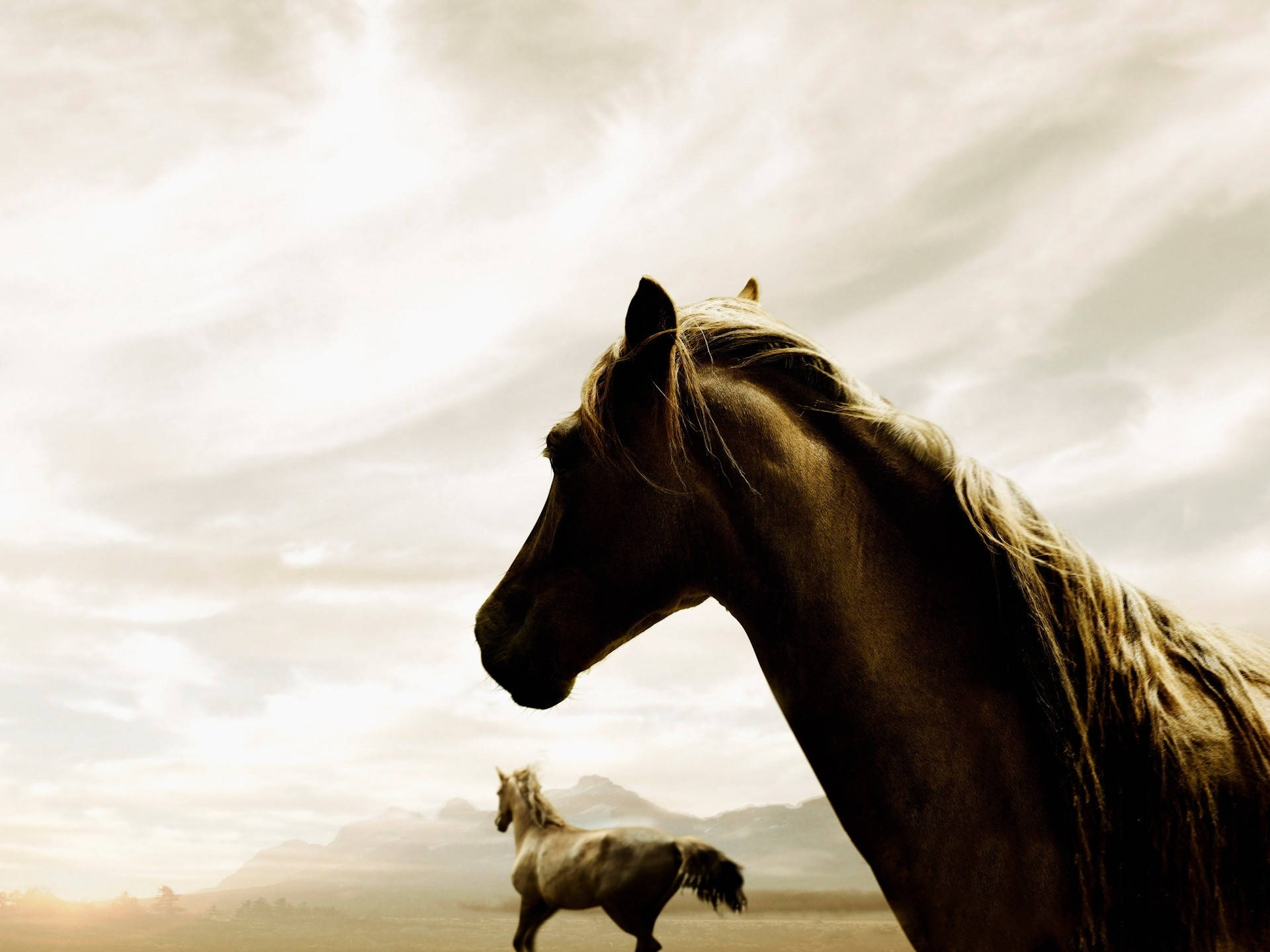 Running Horse, golden sky, profile, Full HD Desktop Wallpaper