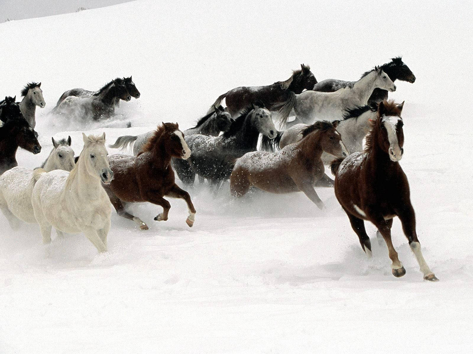 Running Horse, winter, deep snow, HD Desktop Wallpaper
