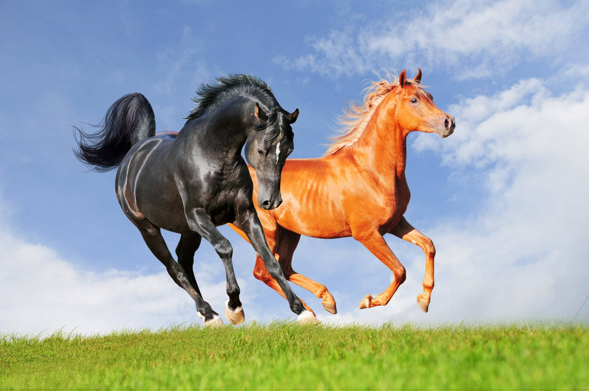 black and brown running horse, chestnut, vibrant green field, Full HD Desktop Wallpaper
