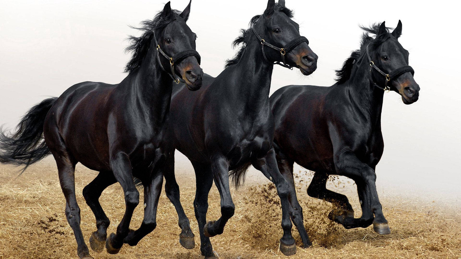 Running Horse, black horses, sprinting, Full HD Desktop Wallpaper
