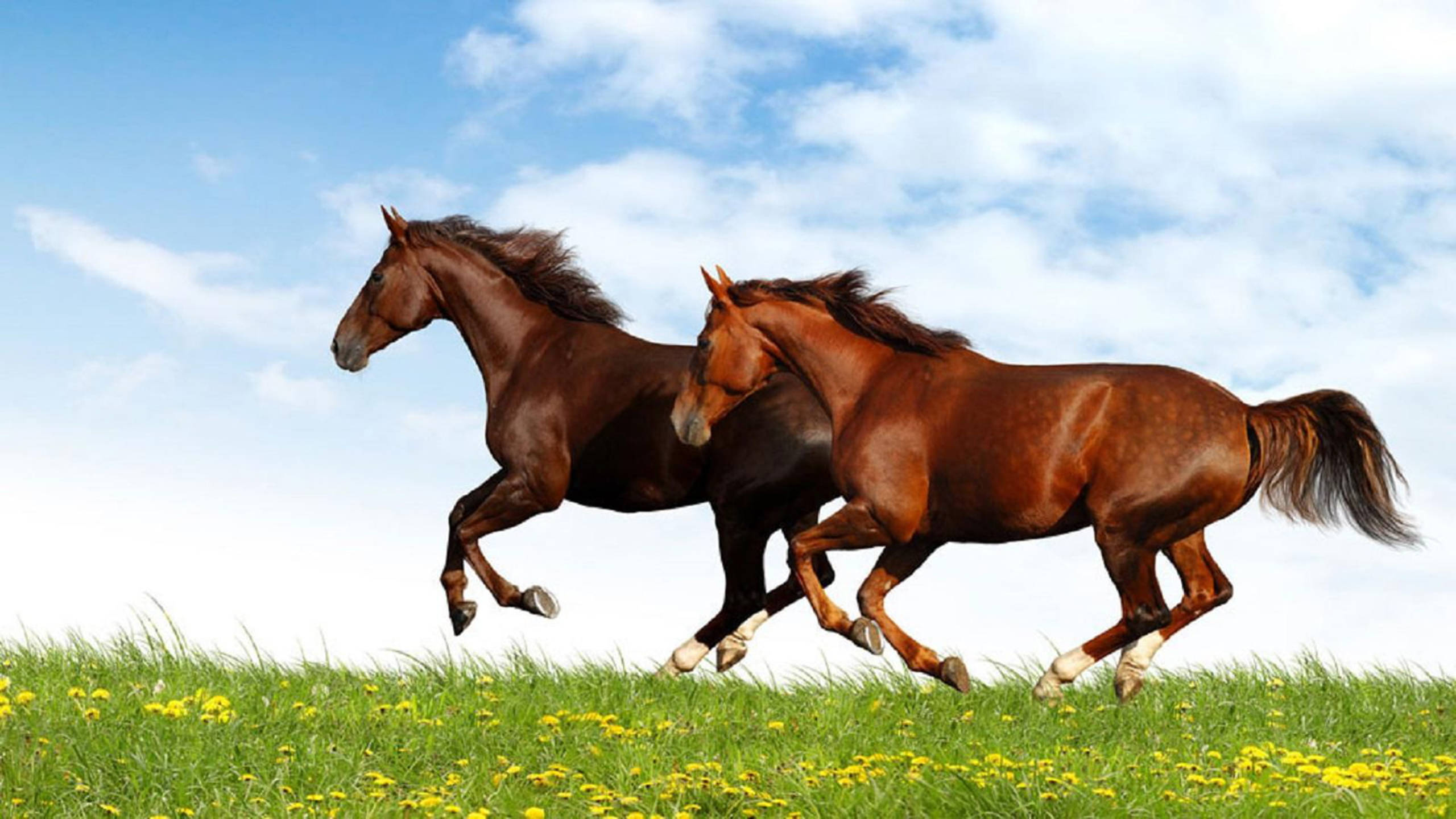 Running Horses, field, sunlit meadow, 2K Desktop Wallpaper