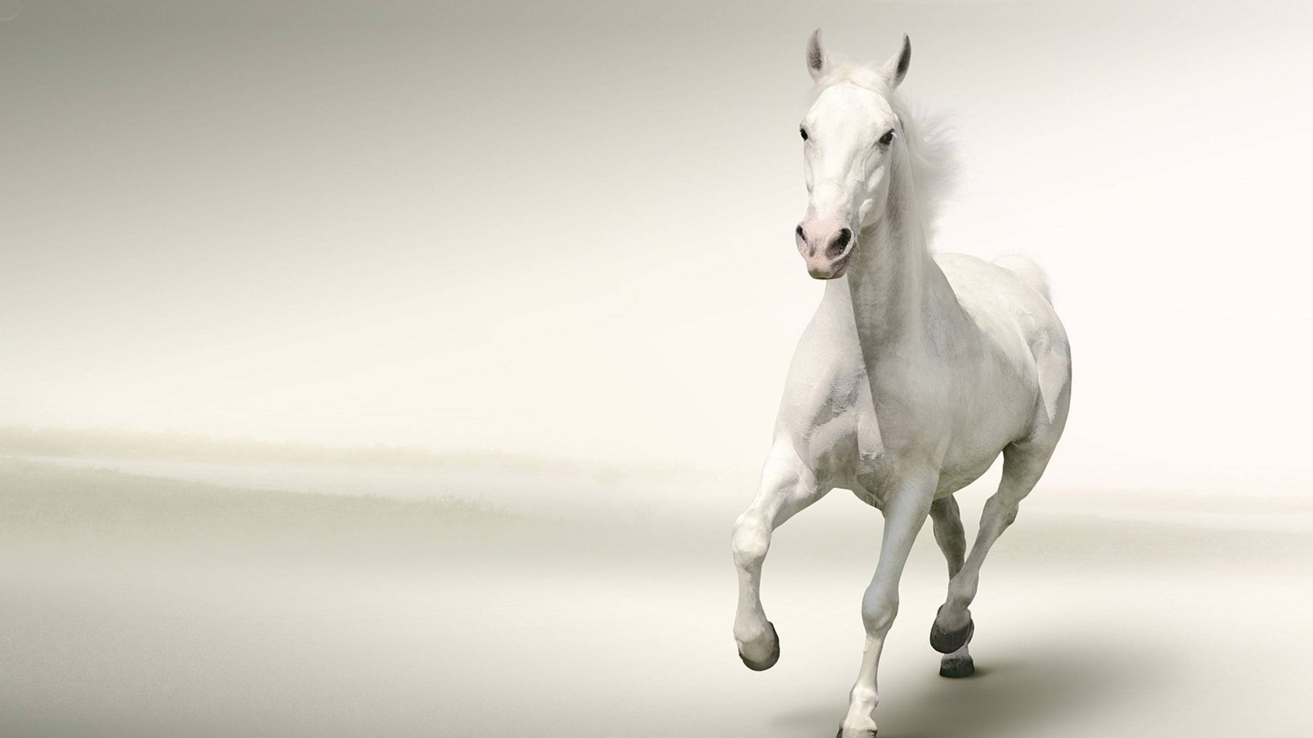 white horse, galloping, soft gradient studio background, 2K Desktop Wallpaper