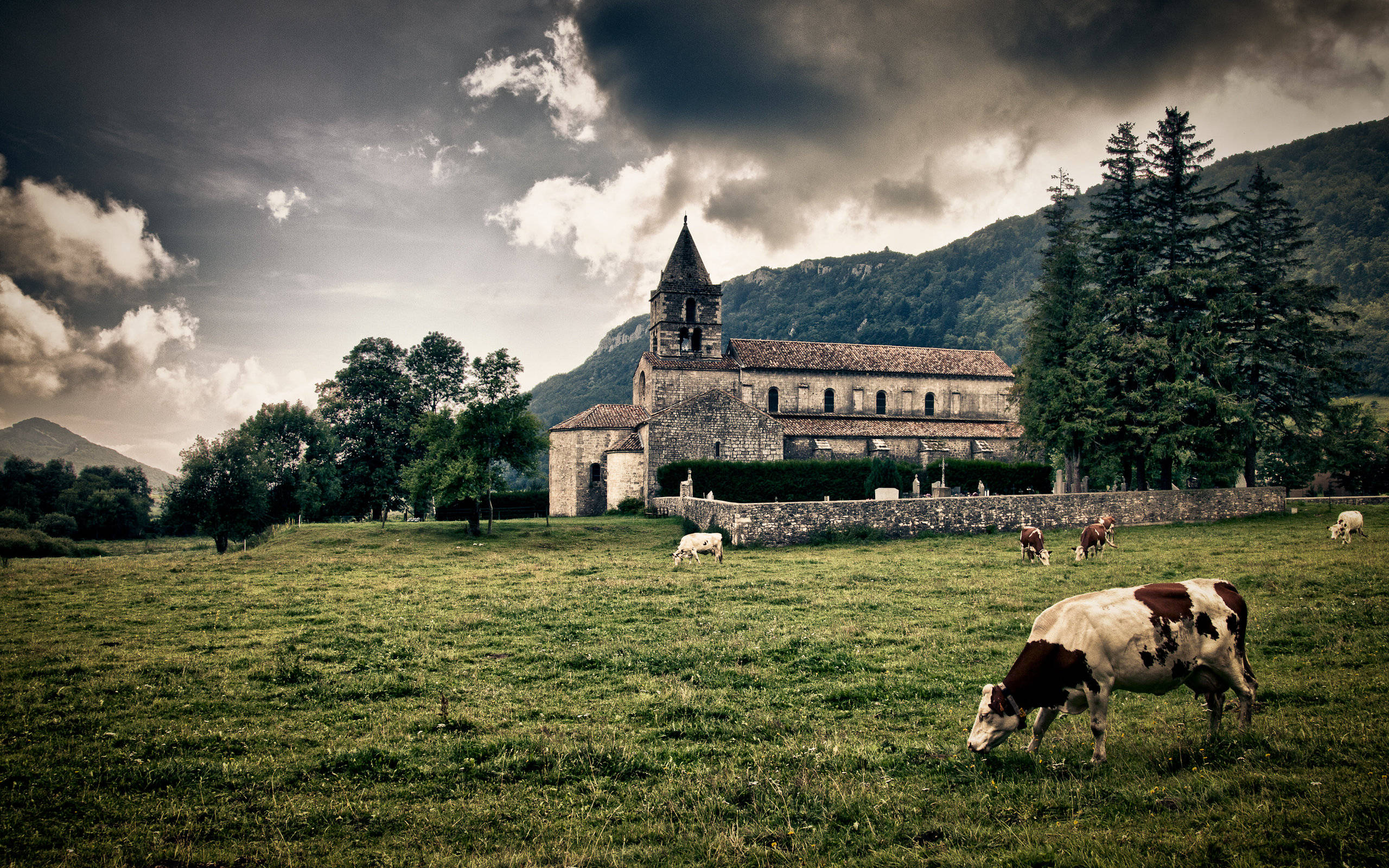 farm desktop, cows, lush green field, 2K Desktop Wallpaper