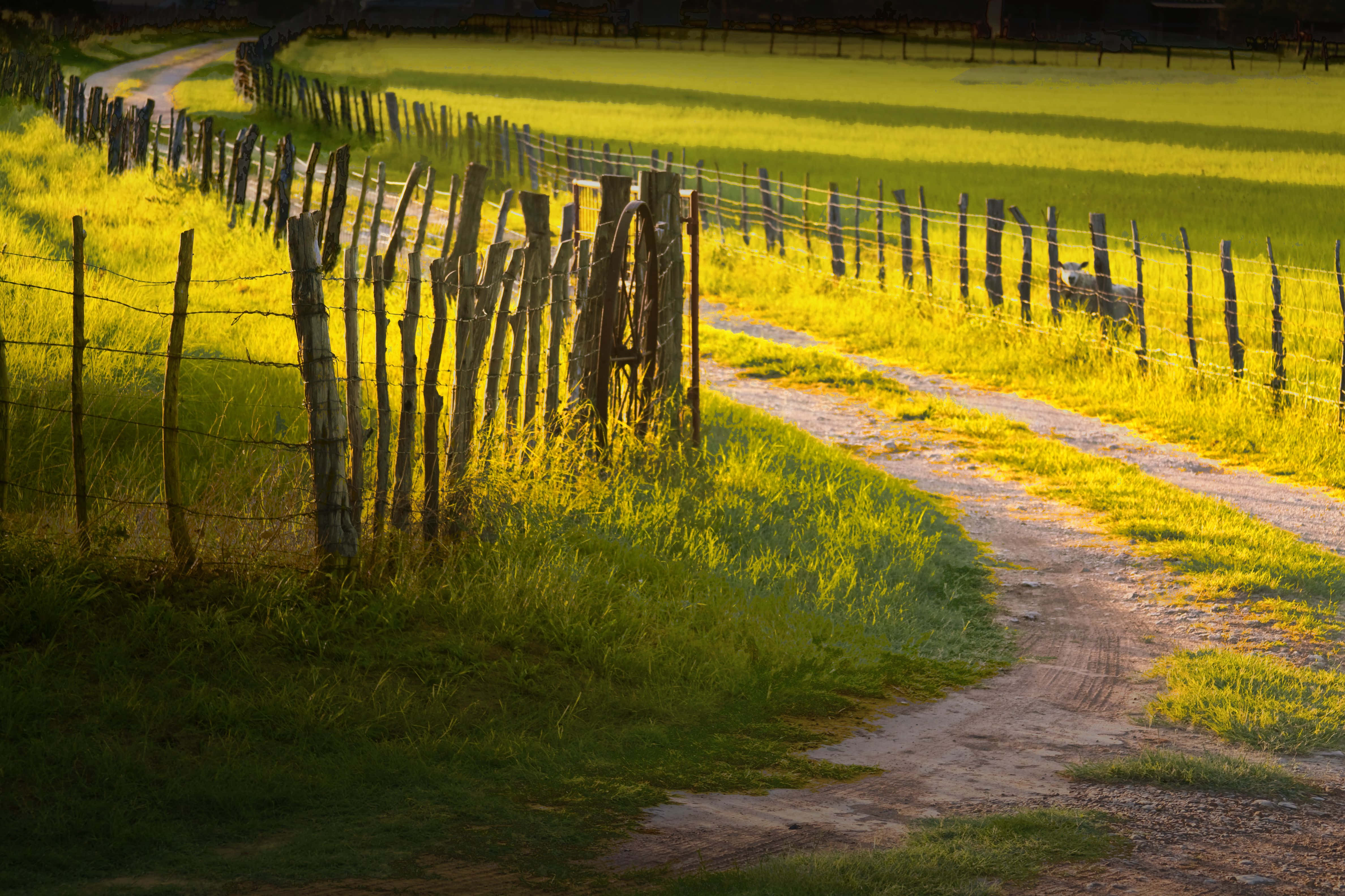 serene dawn, rural landscape, winding dirt path, 4K Desktop Wallpaper