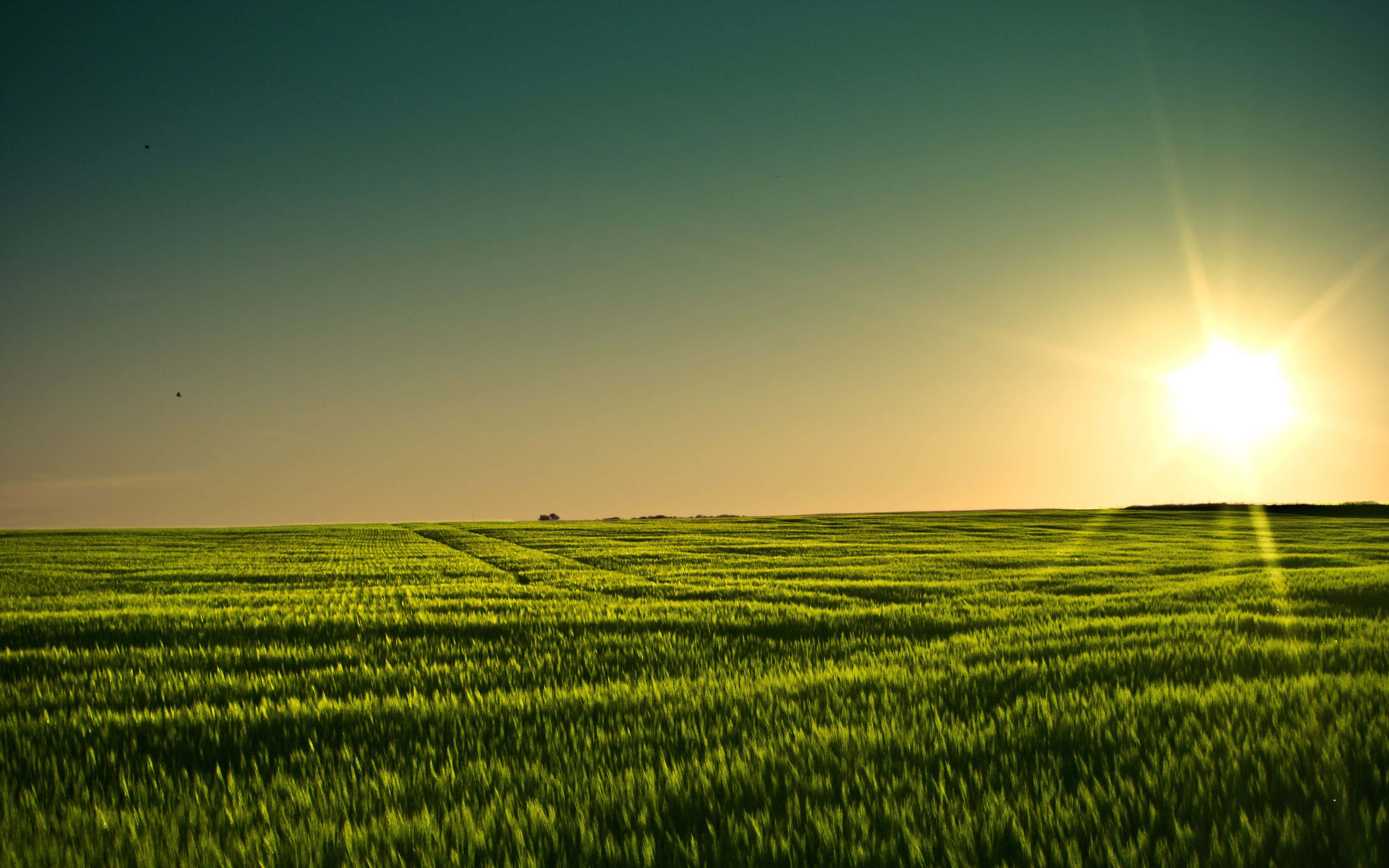 Sunset, vast green wheat field, golden light, 4K Desktop Wallpaper
