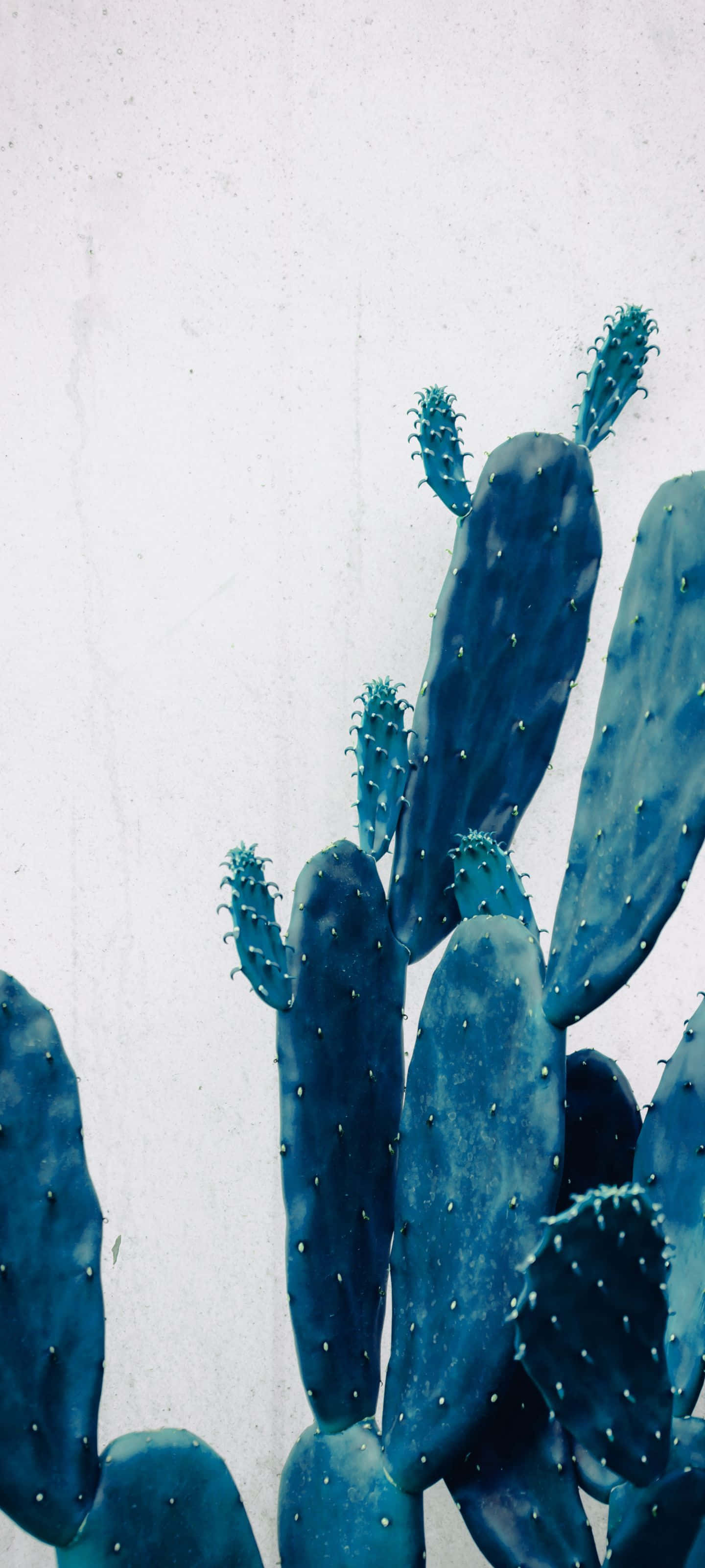 vibrant blue cactus, textured white wall, minimalist style, 2K Phone Wallpaper