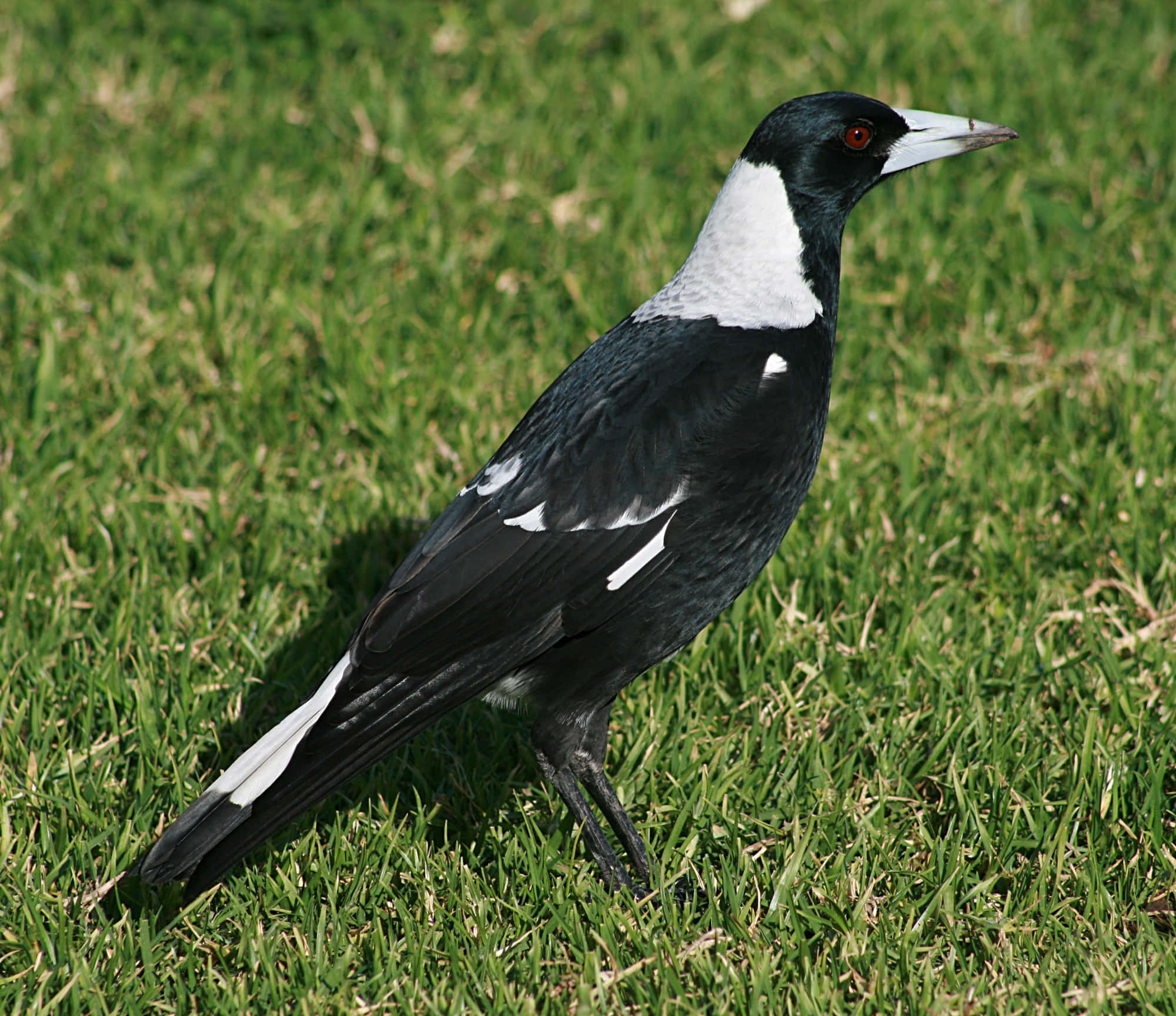 magpie, vibrant green grass, bright daylight, Full HD Desktop Wallpaper