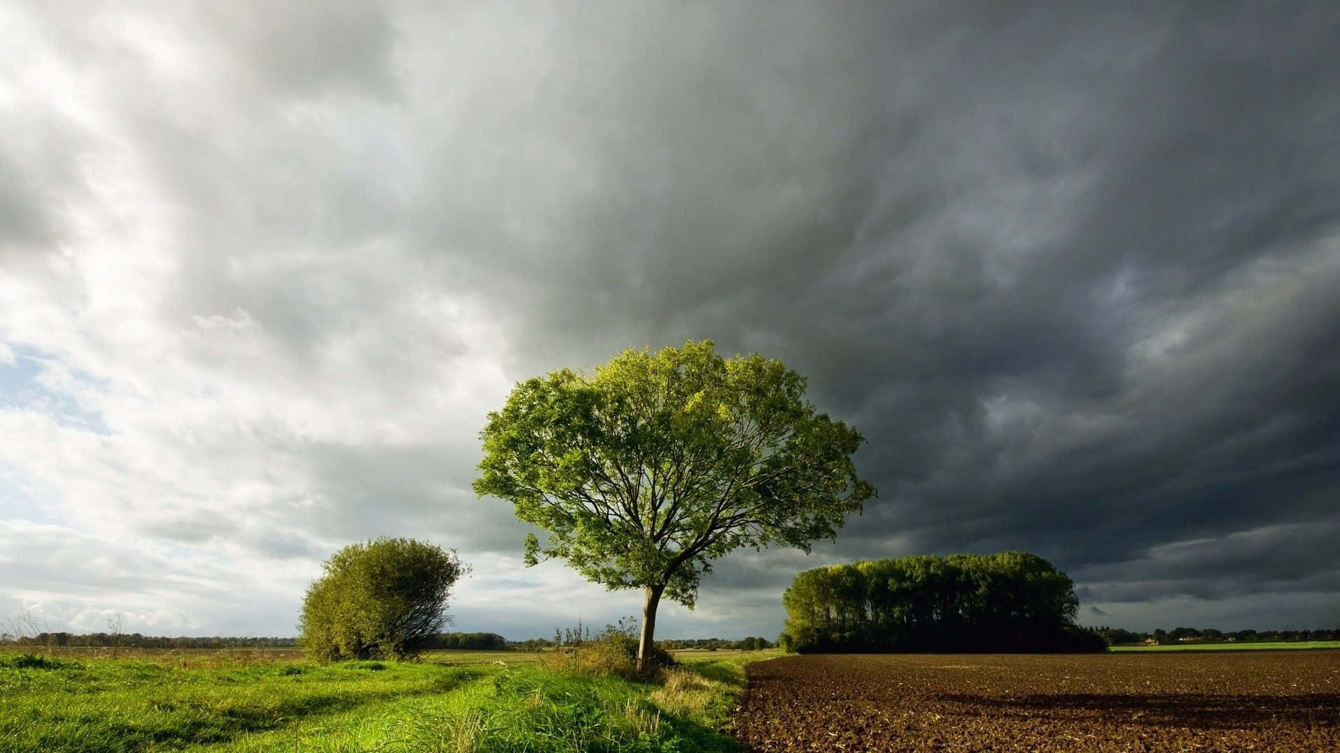 green tree, grassy field, dramatic cloudy sky, Full HD Desktop Wallpaper