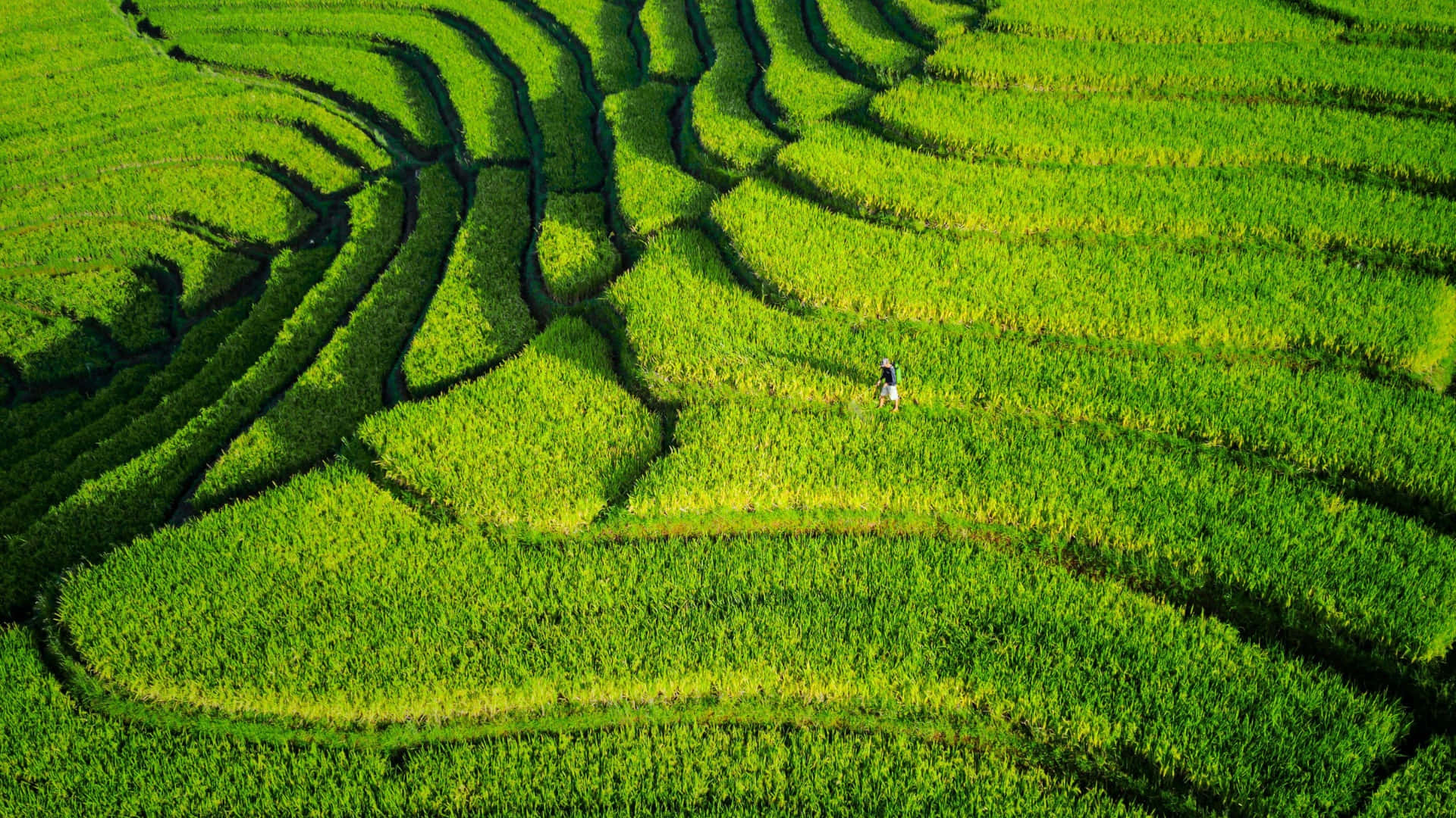 terraced rice fields, vibrant green, aerial view, Full HD Desktop Wallpaper