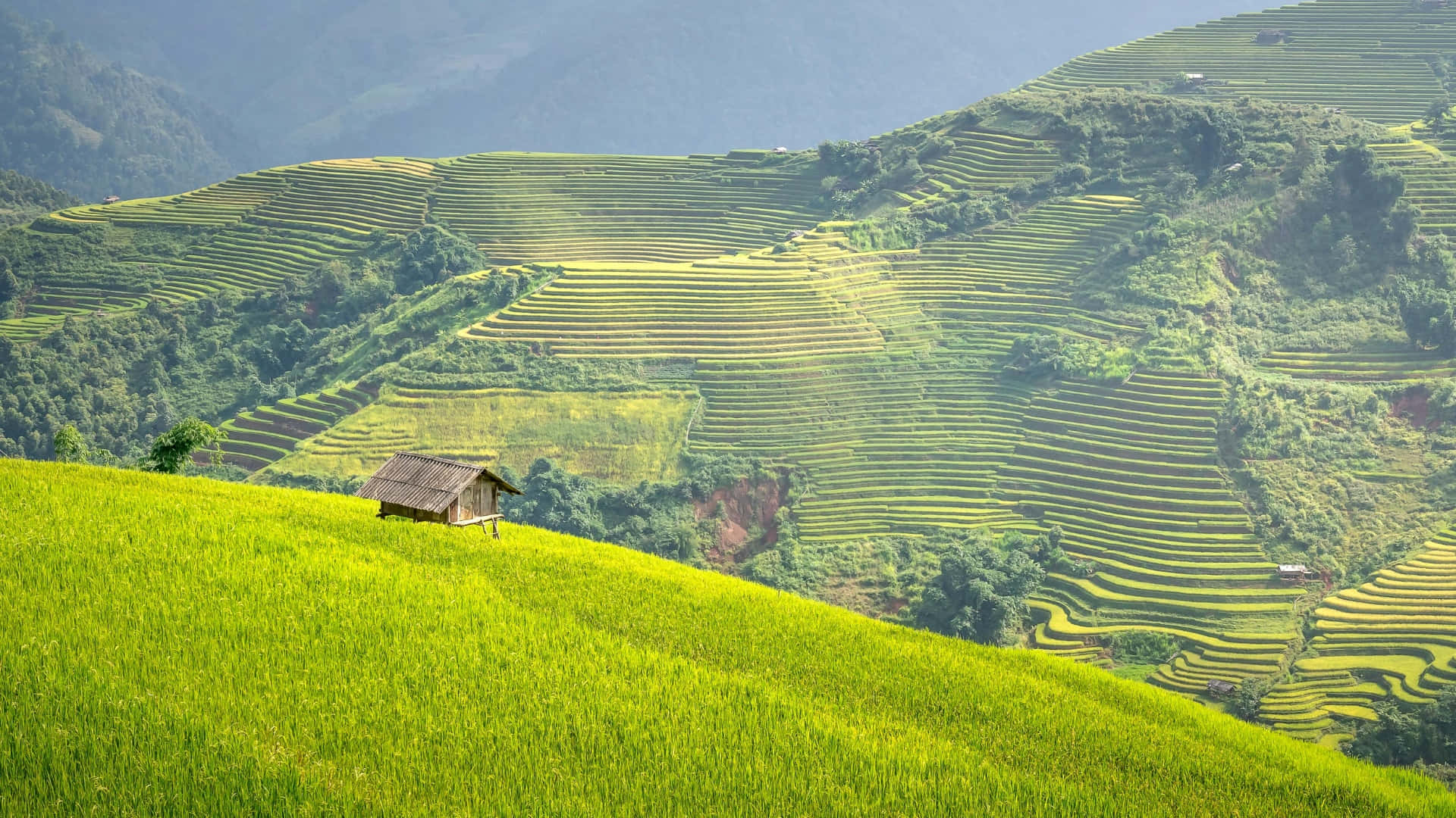 terraced rice fields, misty mountains, vibrant green hill, Full HD Desktop Wallpaper