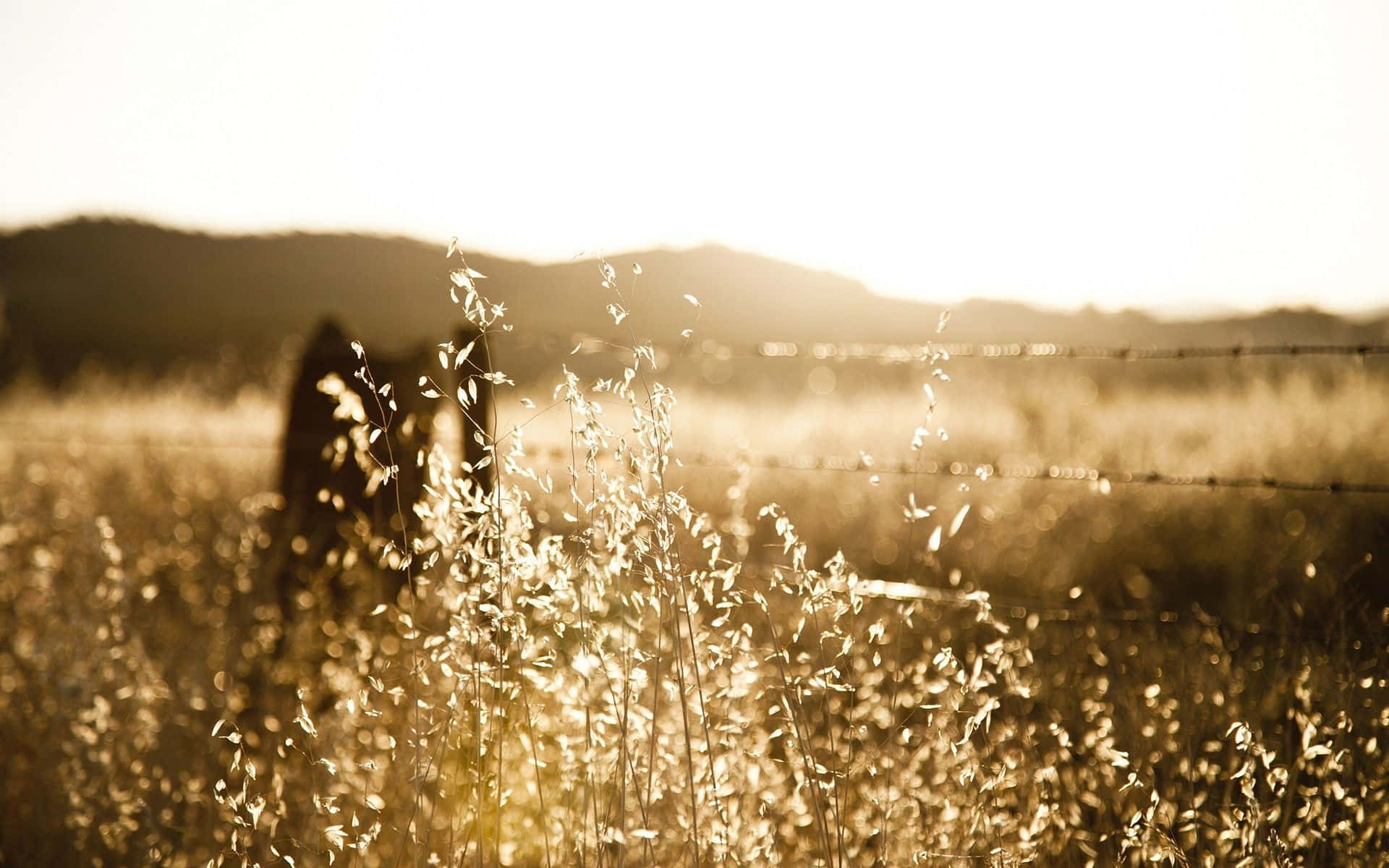 Golden grasses, backlight, sun sets, Full HD Desktop Wallpaper