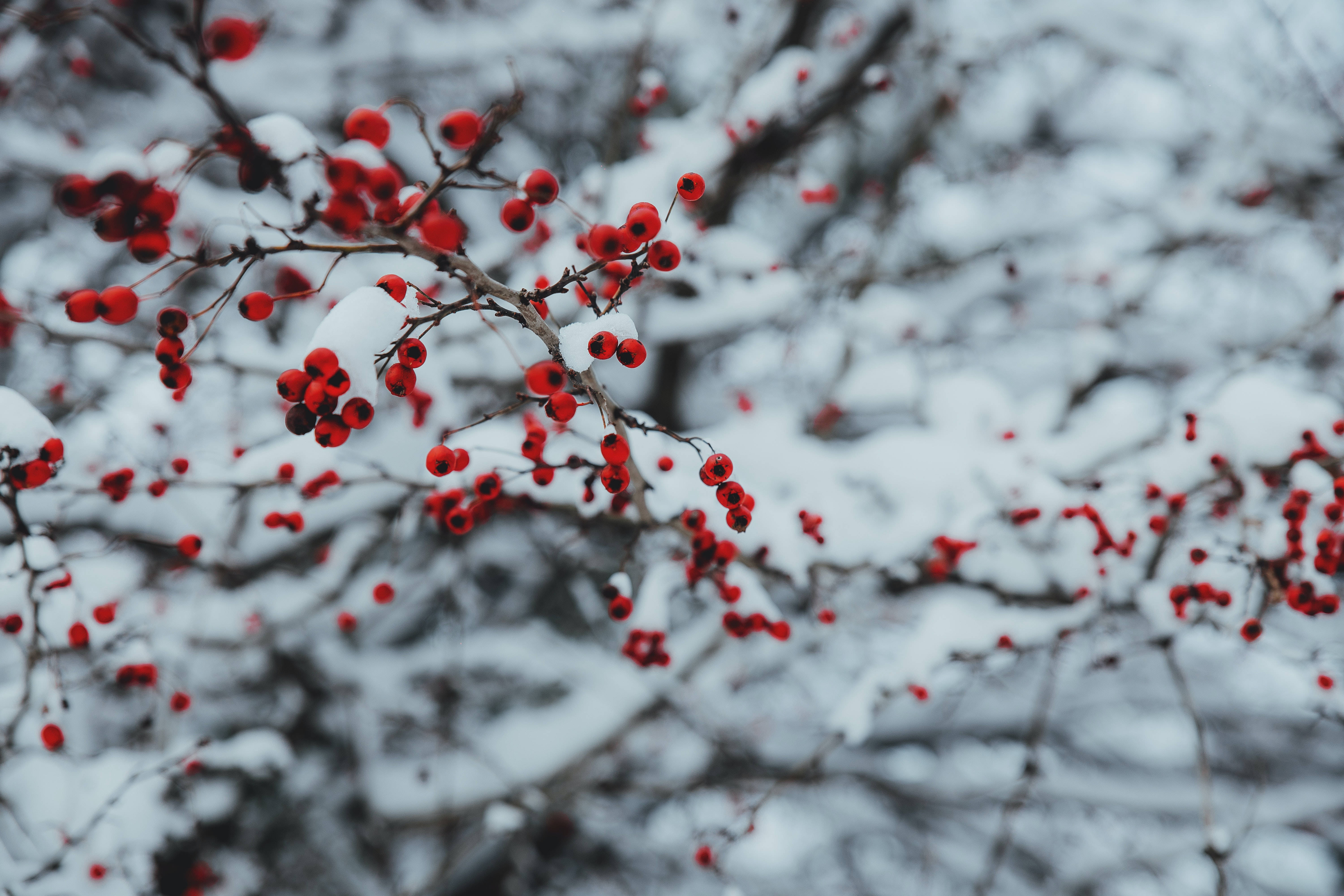 Snowy Christmas Berries, vibrant red berries, snow-dusted branches, 5K Desktop Wallpaper