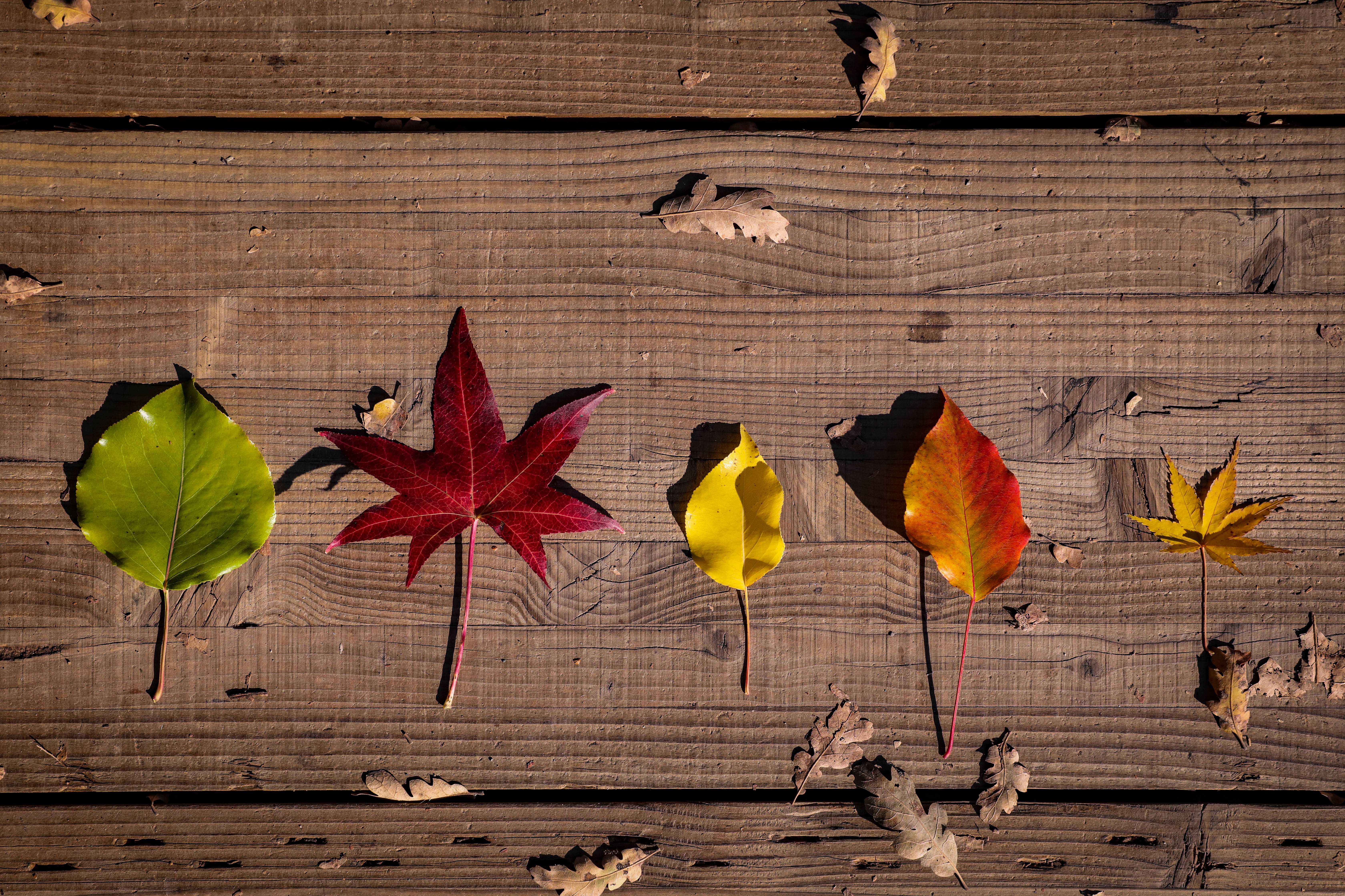 rustic fall leaves, green, red, 5K Desktop Wallpaper