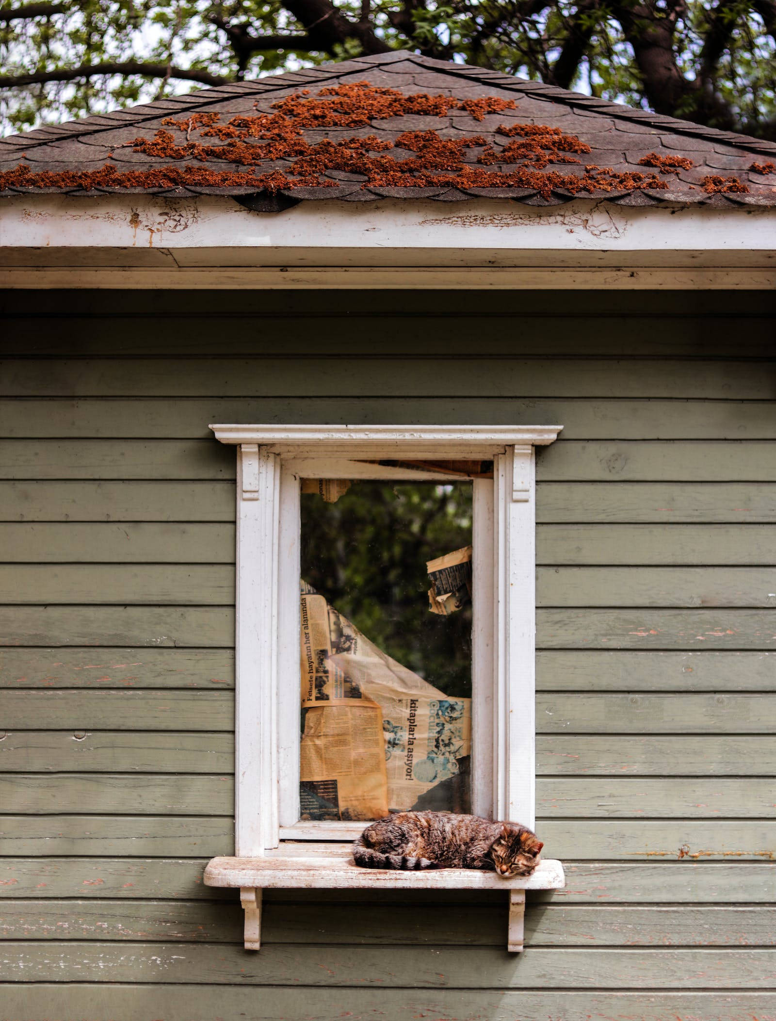 rustic green shed, mossy roof, tabby cat, Full HD Phone Wallpaper
