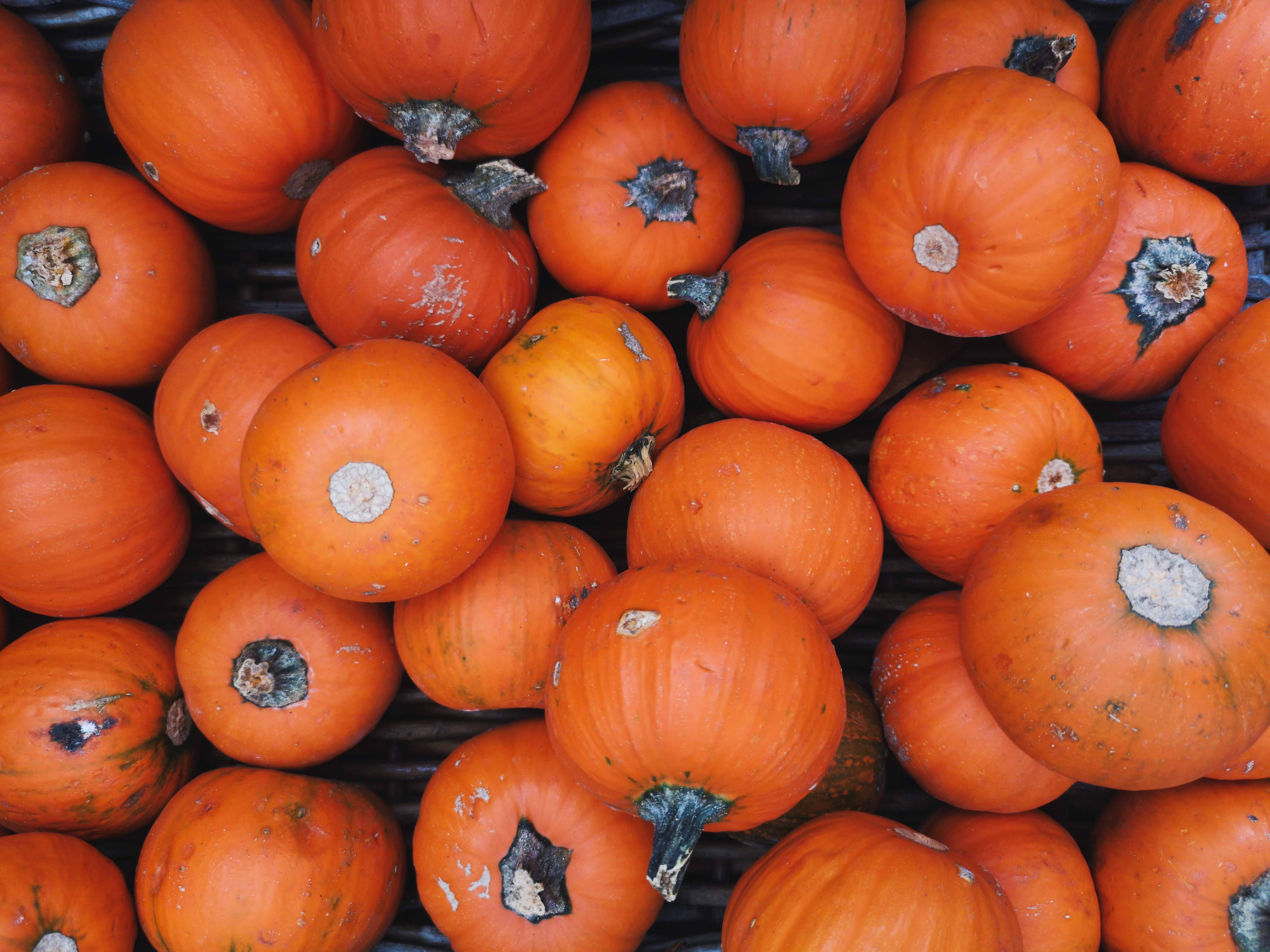 small rustic fall pumpkins, orange pumpkins, textured stems, 4K Desktop Wallpaper