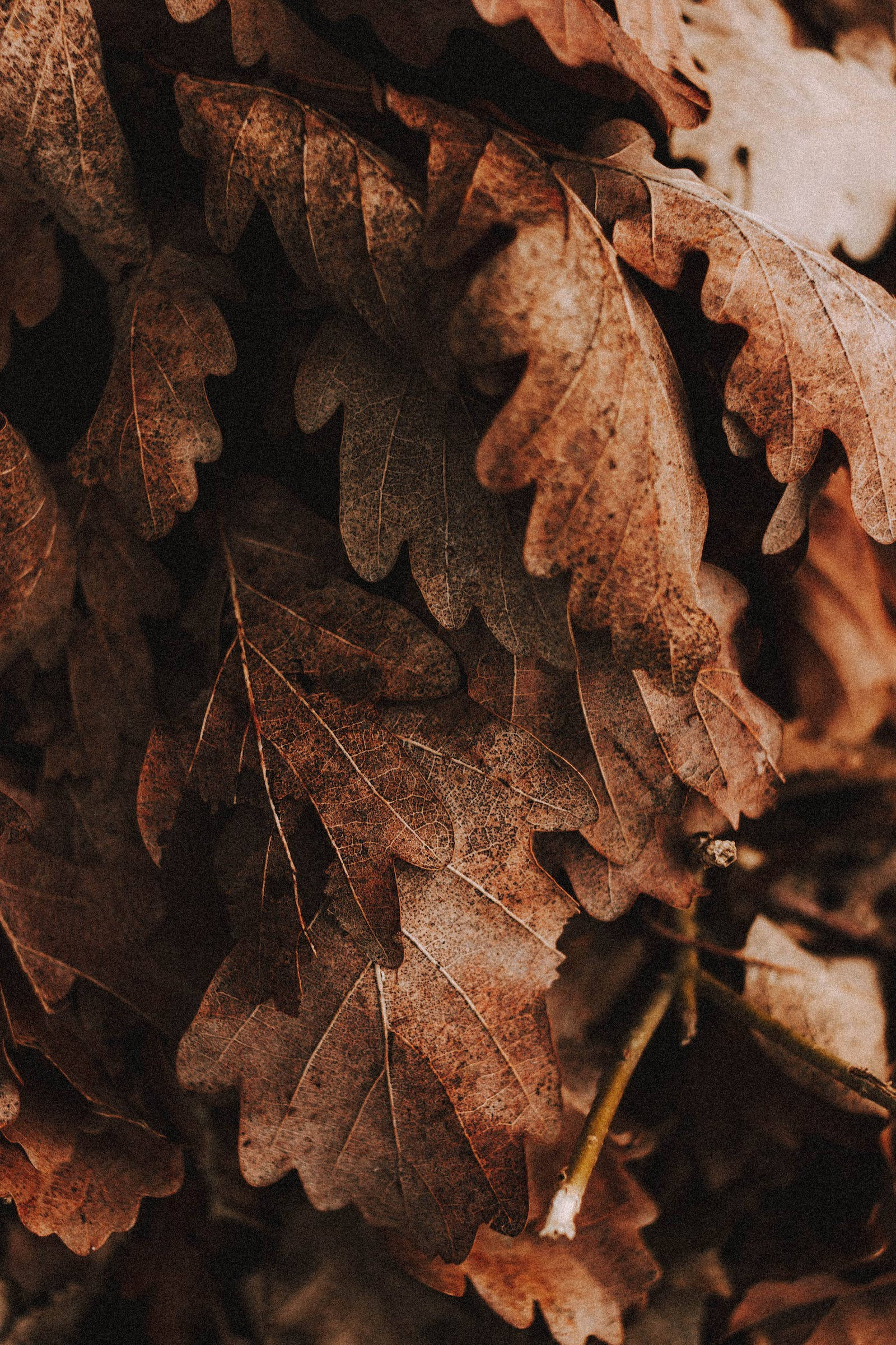 rustic fall leaves, dried oak leaves, earthy browns, Full HD Phone Wallpaper