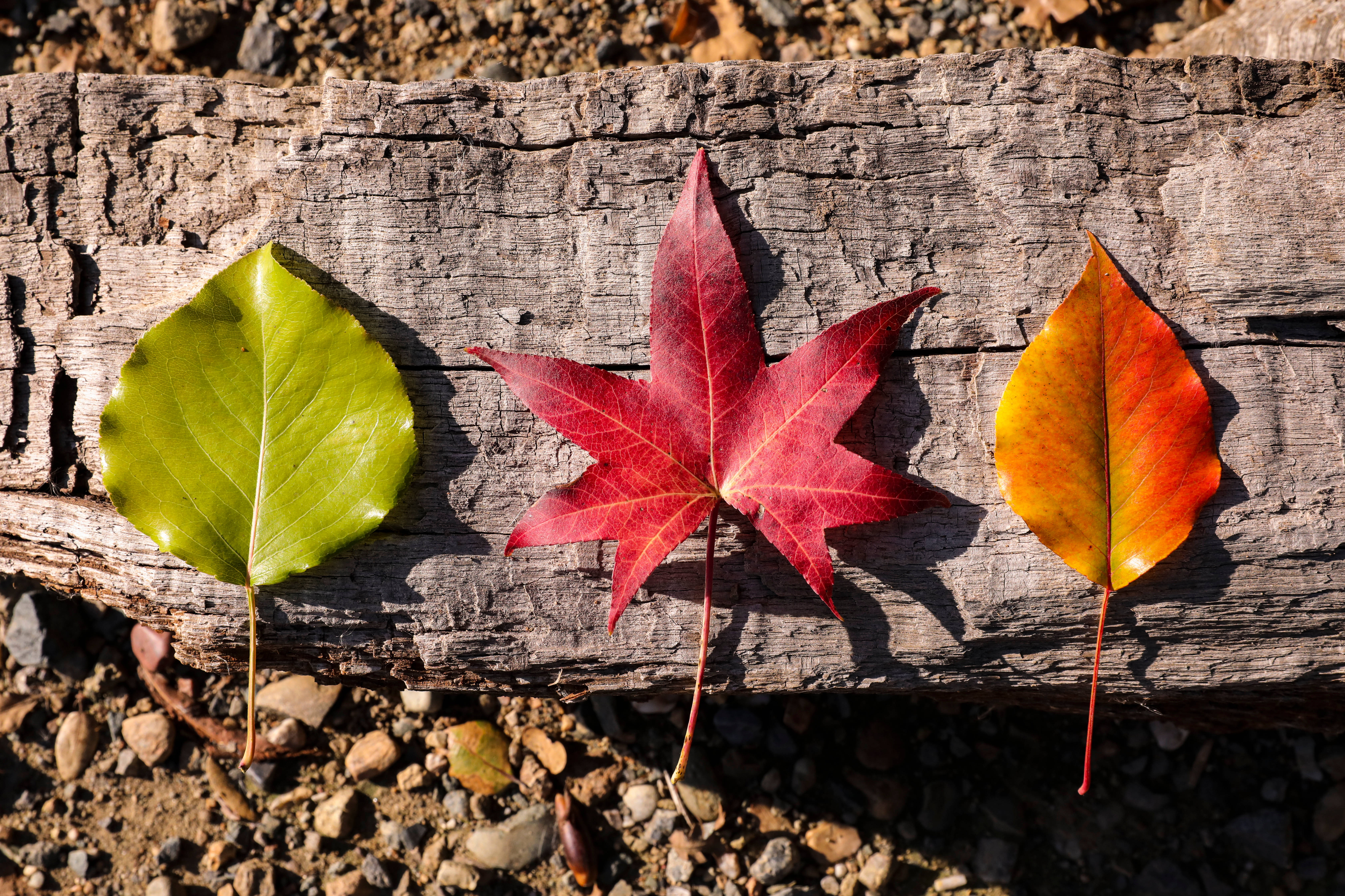 autumn leaves, green red and orange, weathered wooden log, 5K Desktop Wallpaper