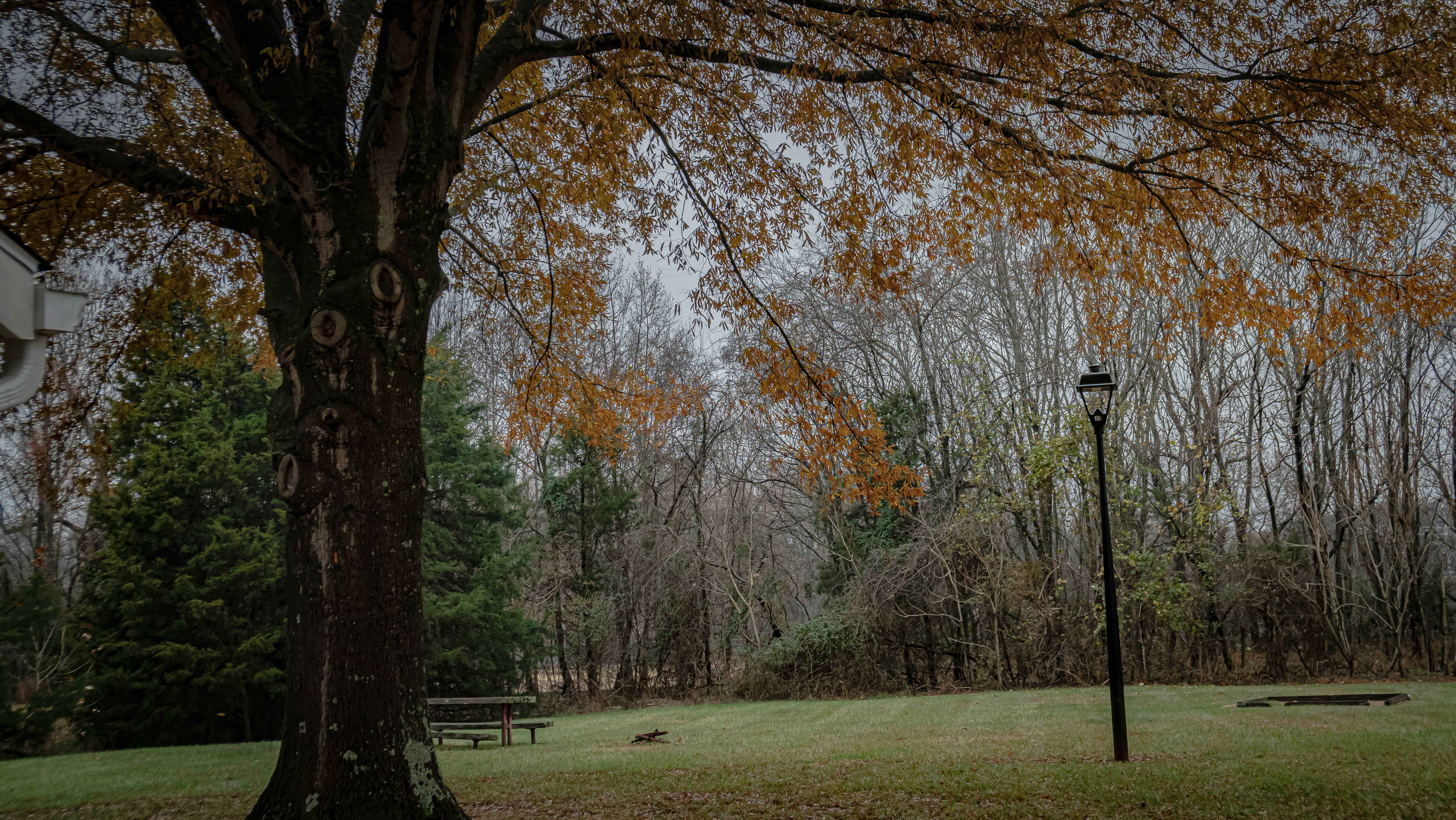 Rustic Fall, golden autumn leaves, grassy park, 5K Desktop Wallpaper