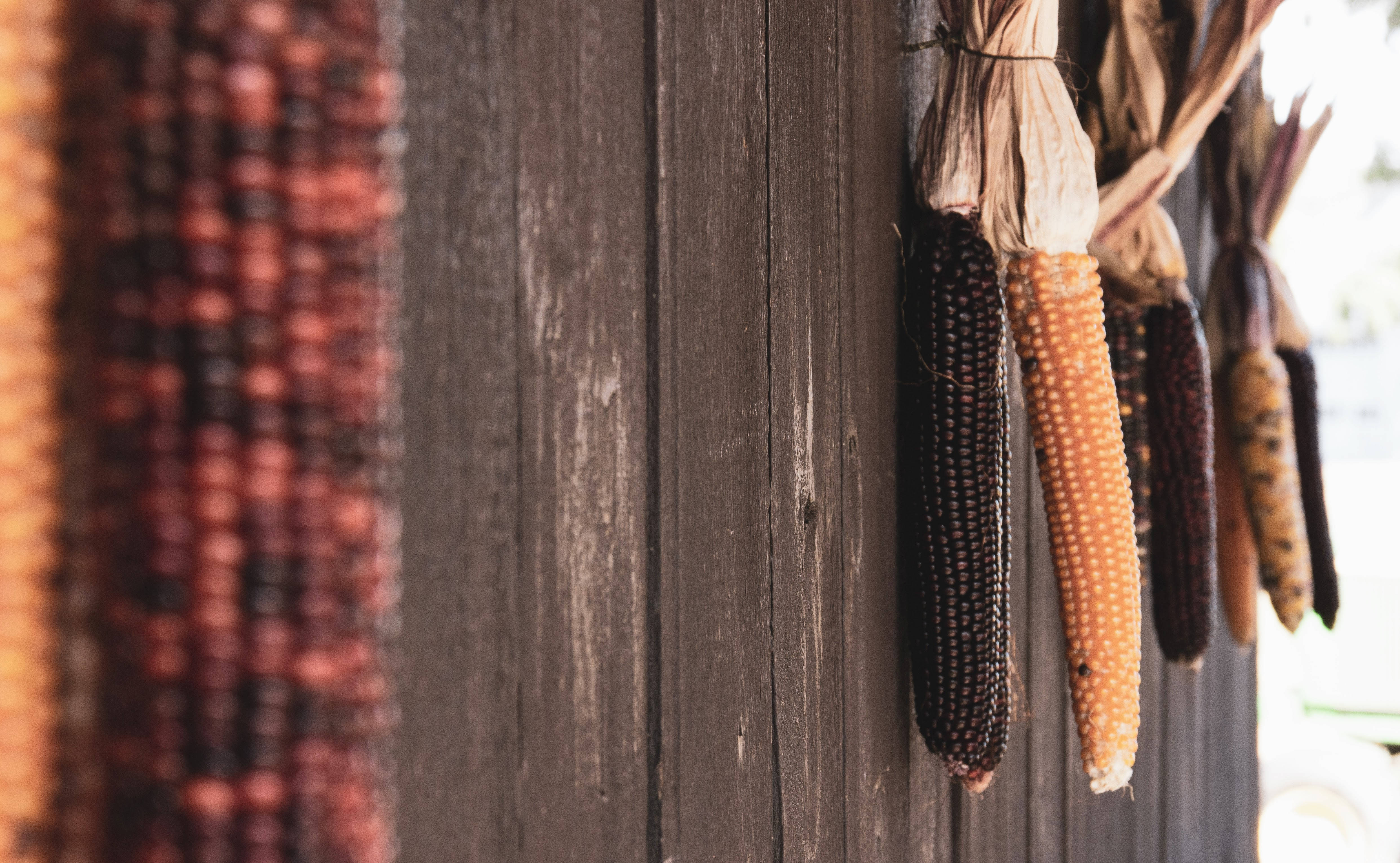 hanging rustic fall flint corn, rustic fall flint corn hanging decoration, dried colorful corn cobs, 4K Desktop Wallpaper