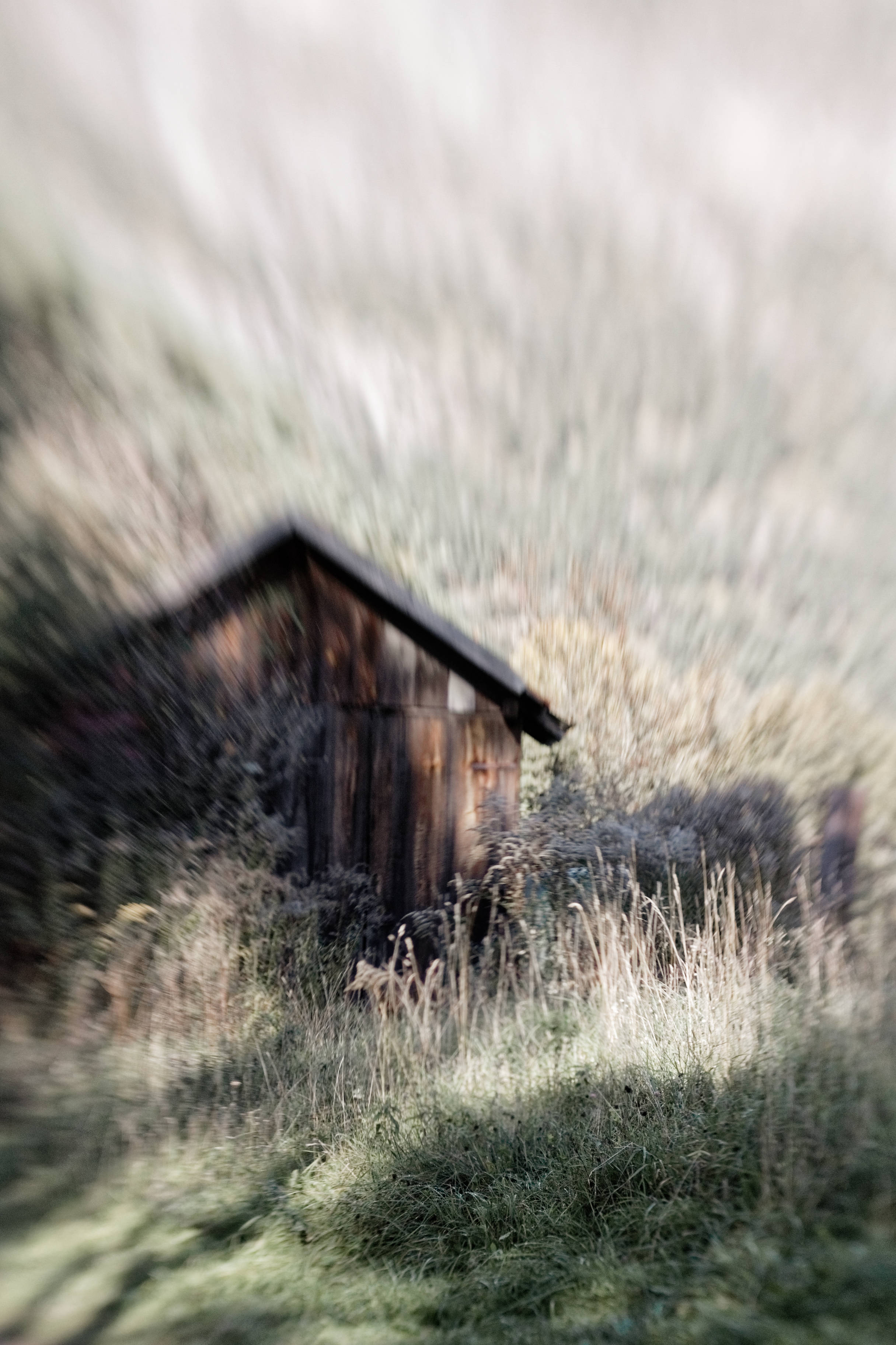 rustic fall cabin, weathered wooden shed, tall grass, 2K Phone Wallpaper