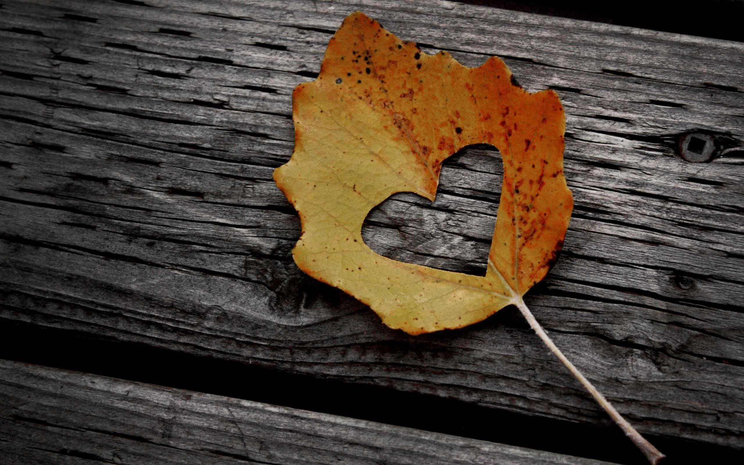 autumn leaf, heart-shaped hole, weathered dark wooden planks, 2K Desktop Wallpaper