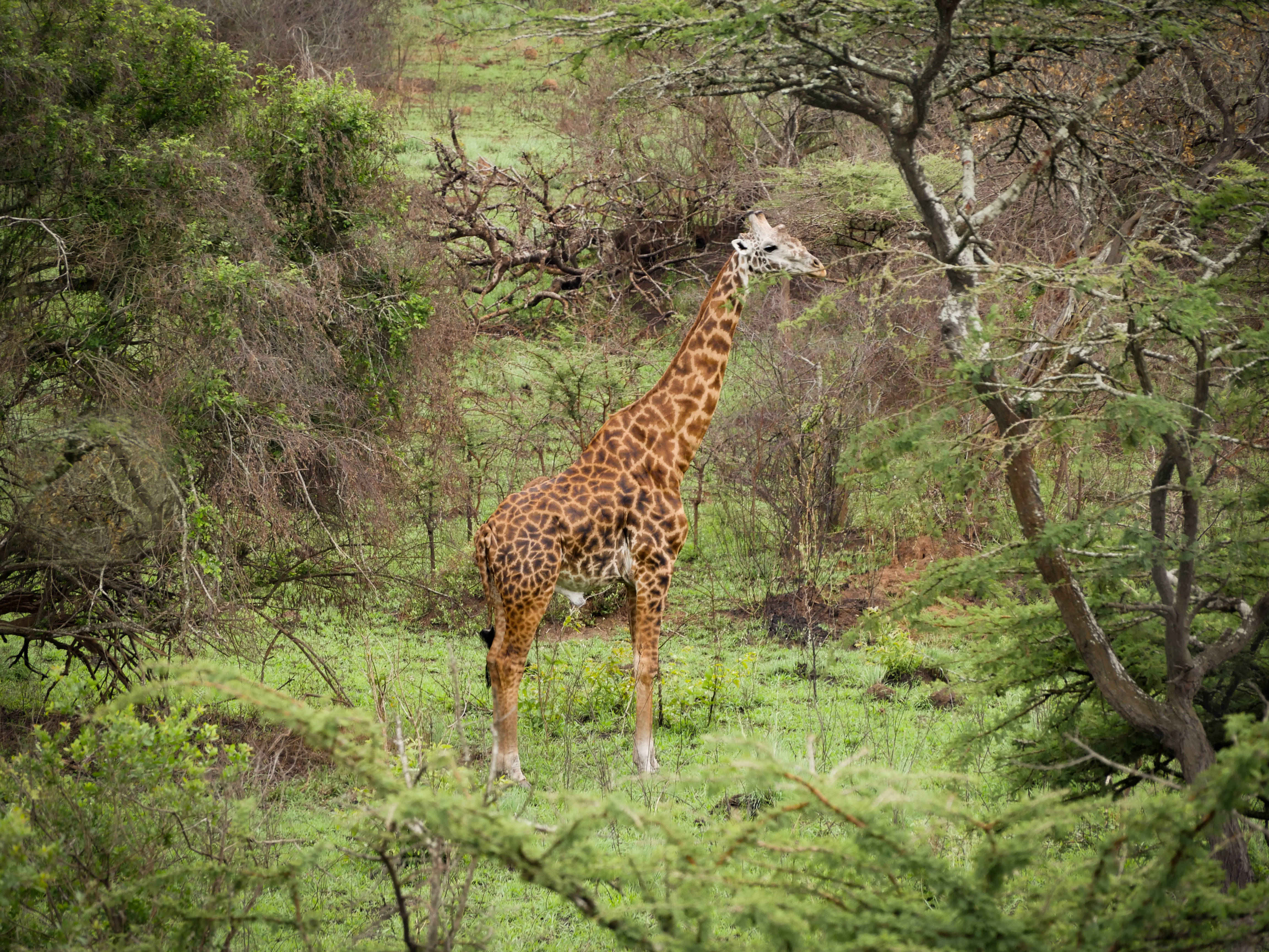 Rwanda, giraffe, forest, 4K Desktop Wallpaper