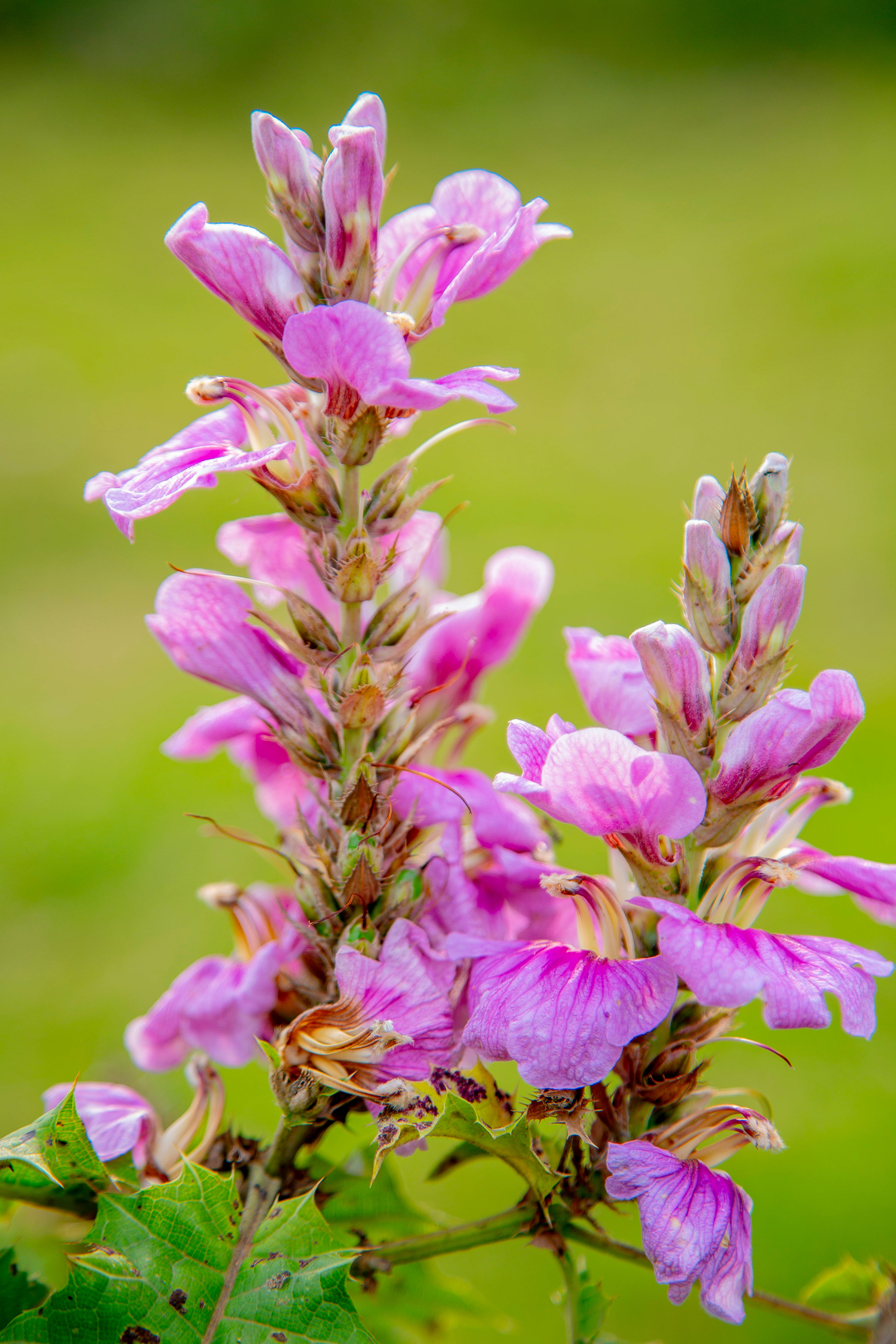 Rwanda, Pedicularis plant, vivid pink flowers, 5K Phone Wallpaper