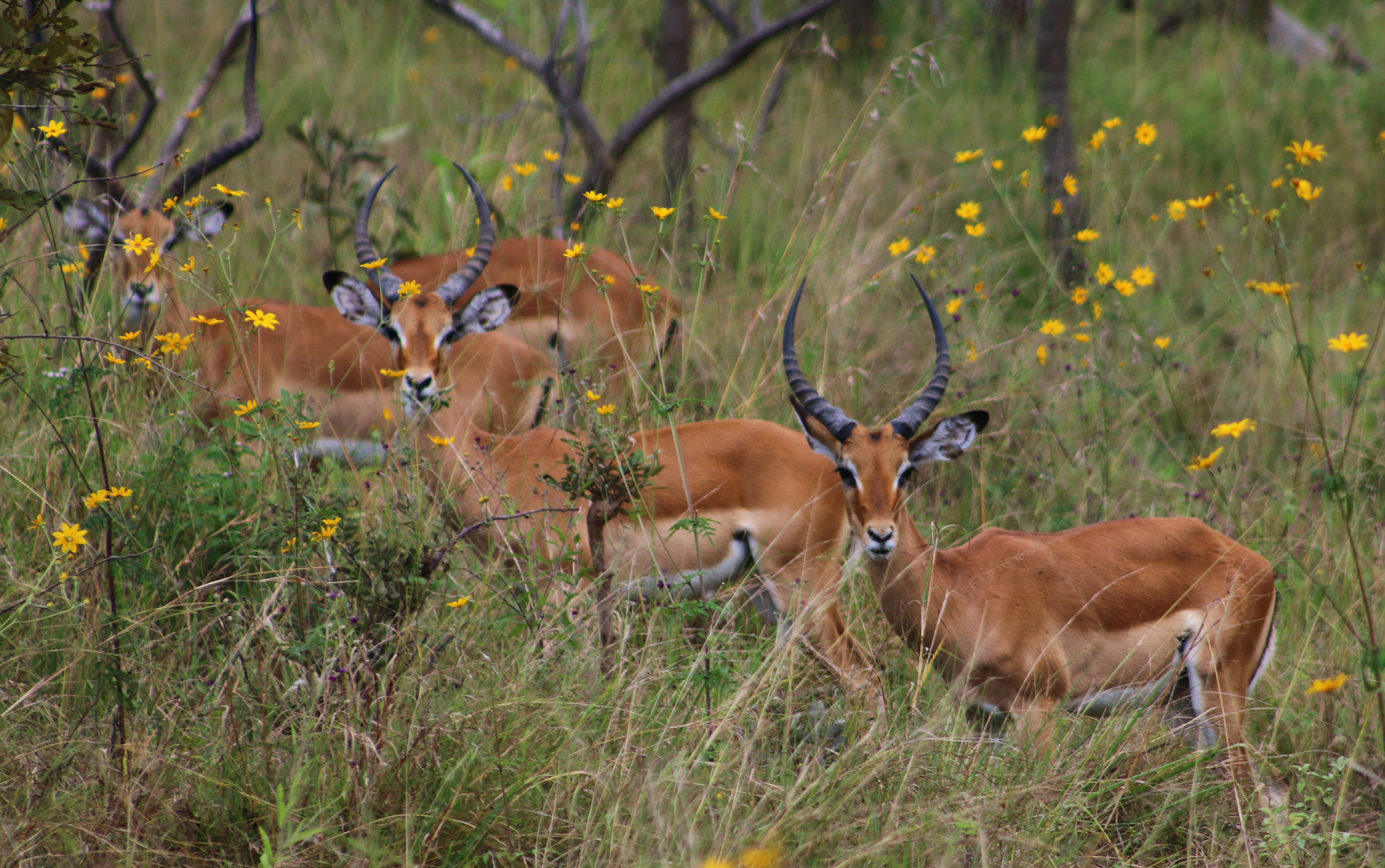 Rwanda, impalas, curved horns, 4K Desktop Wallpaper
