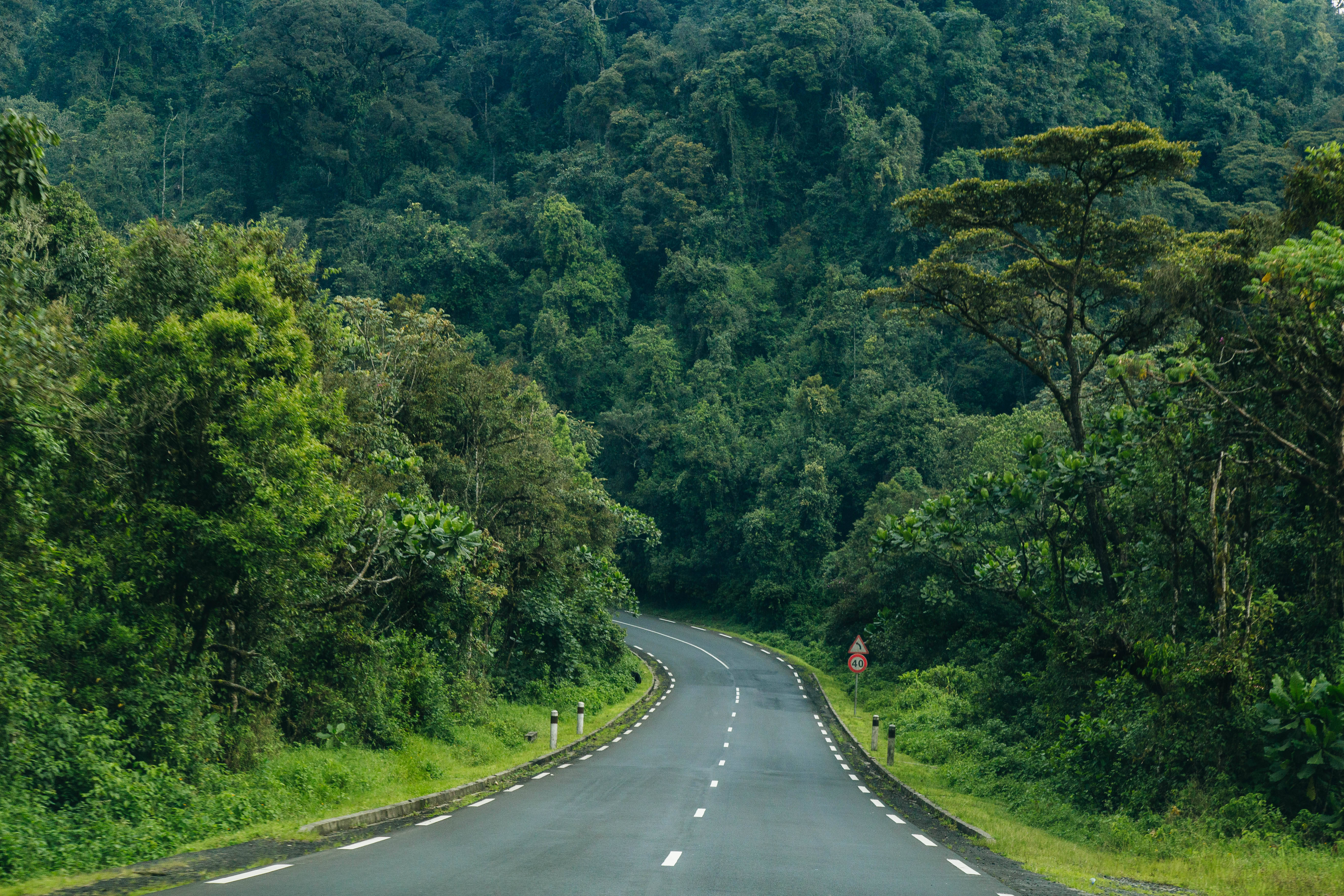 Rwanda, winding asphalt road, lush green forest, 5K Desktop Wallpaper