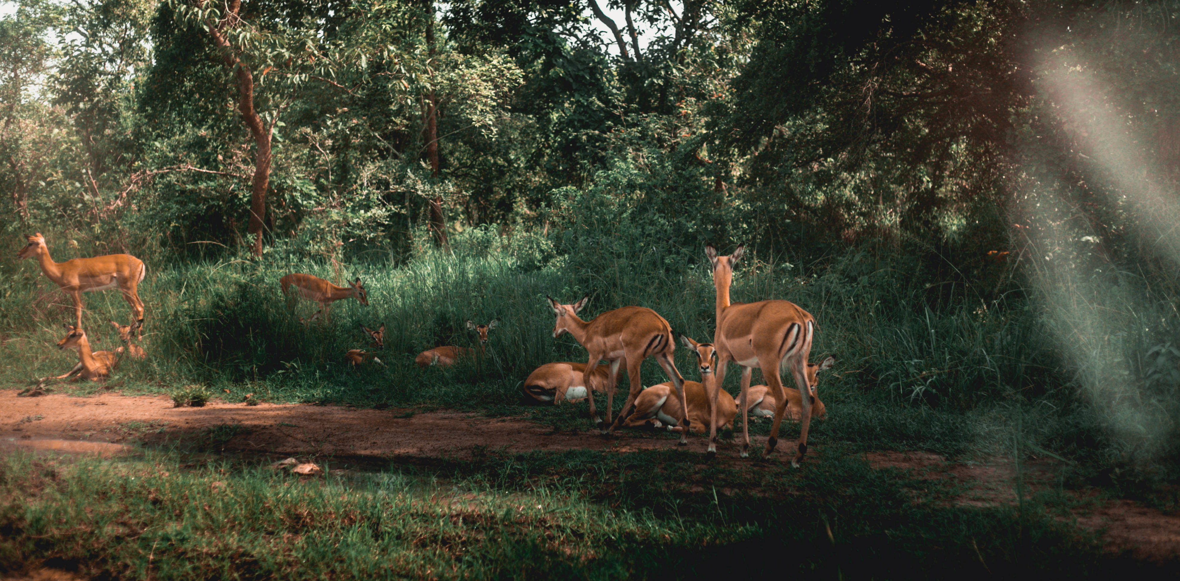 Rwanda, impalas, forest, 4K Desktop Wallpaper