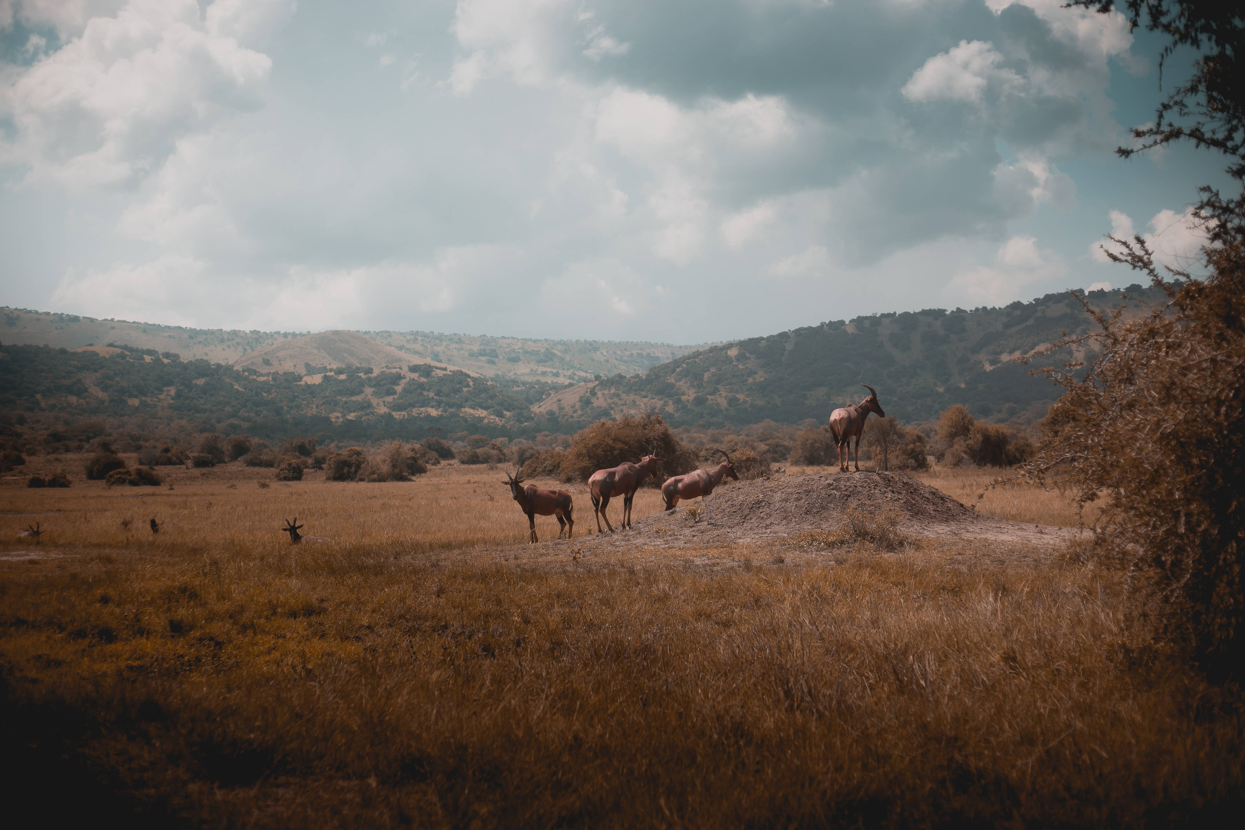 Rwanda, antelopes, golden savanna, 4K Desktop Wallpaper