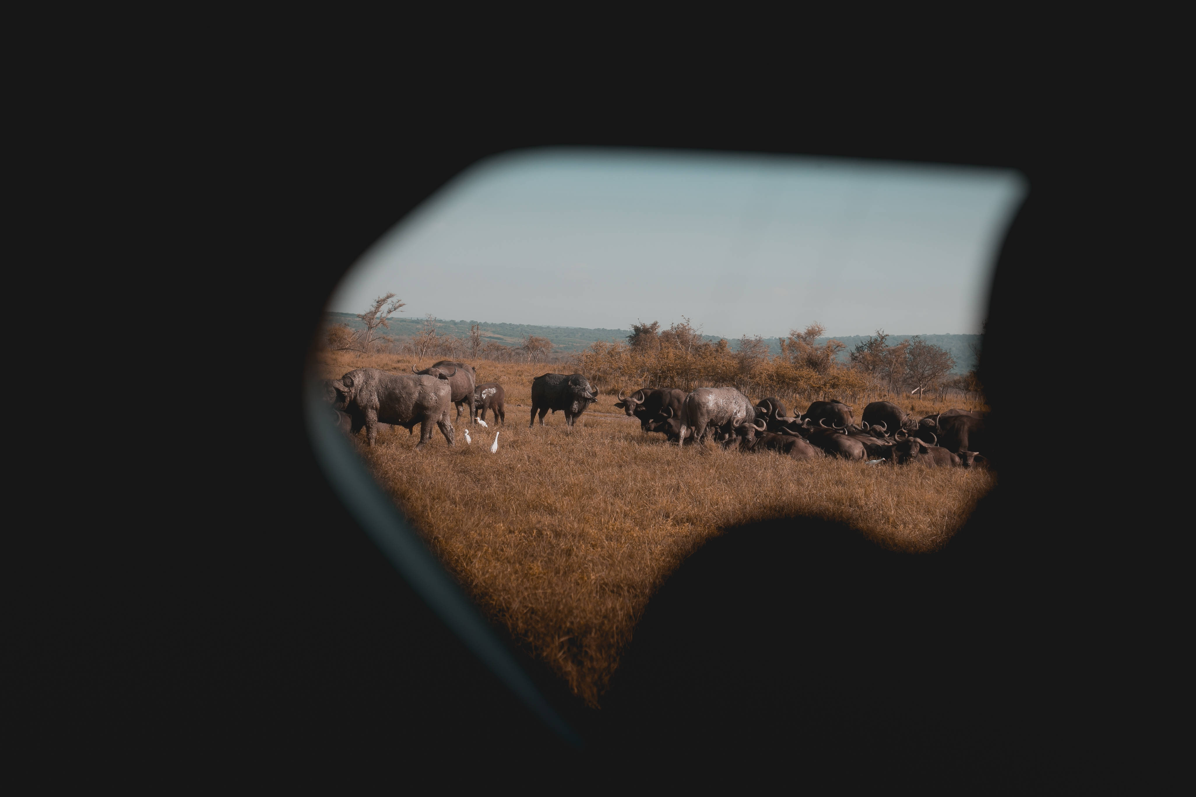 Rwanda, buffalo, golden grass, 4K Desktop Wallpaper