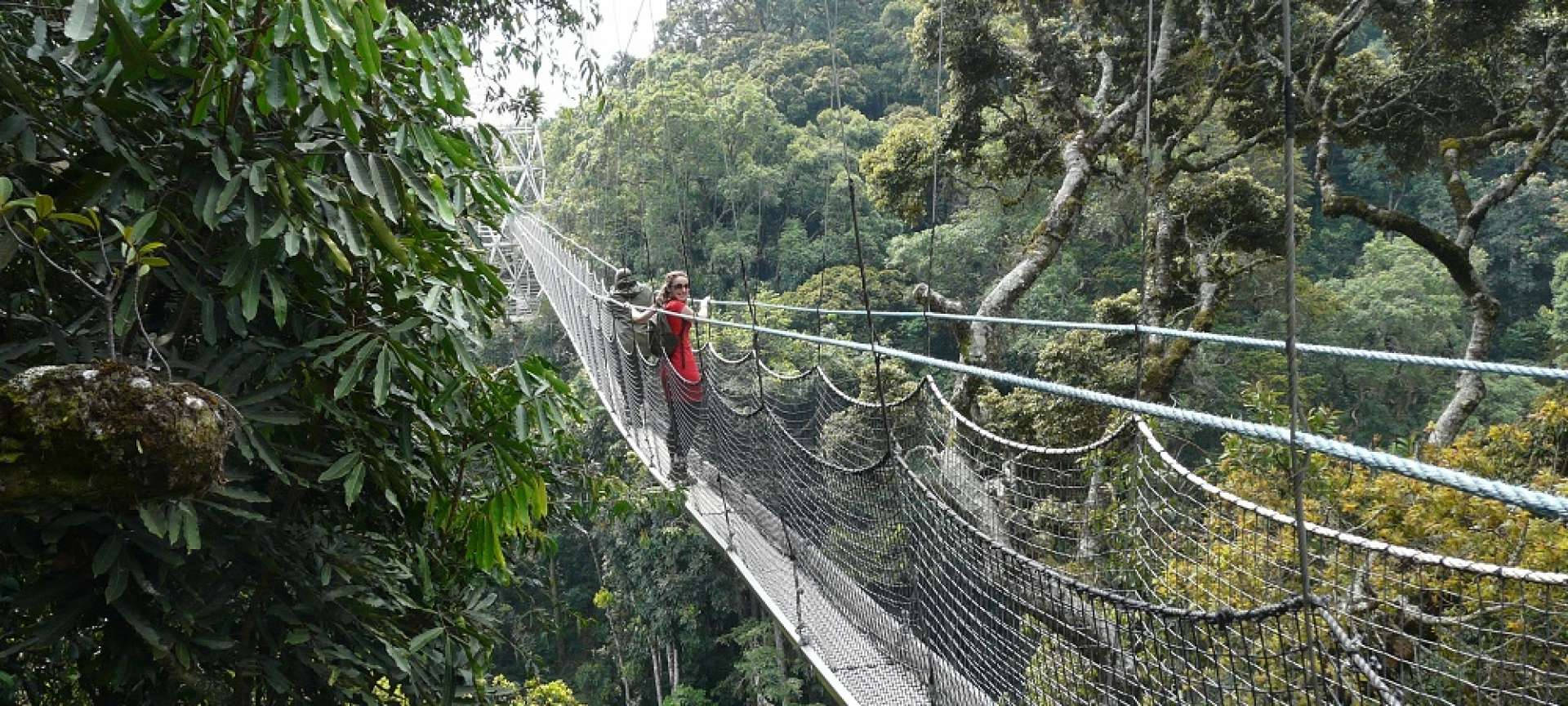 Rwanda, rainforest, suspension bridge, Full HD Desktop Wallpaper