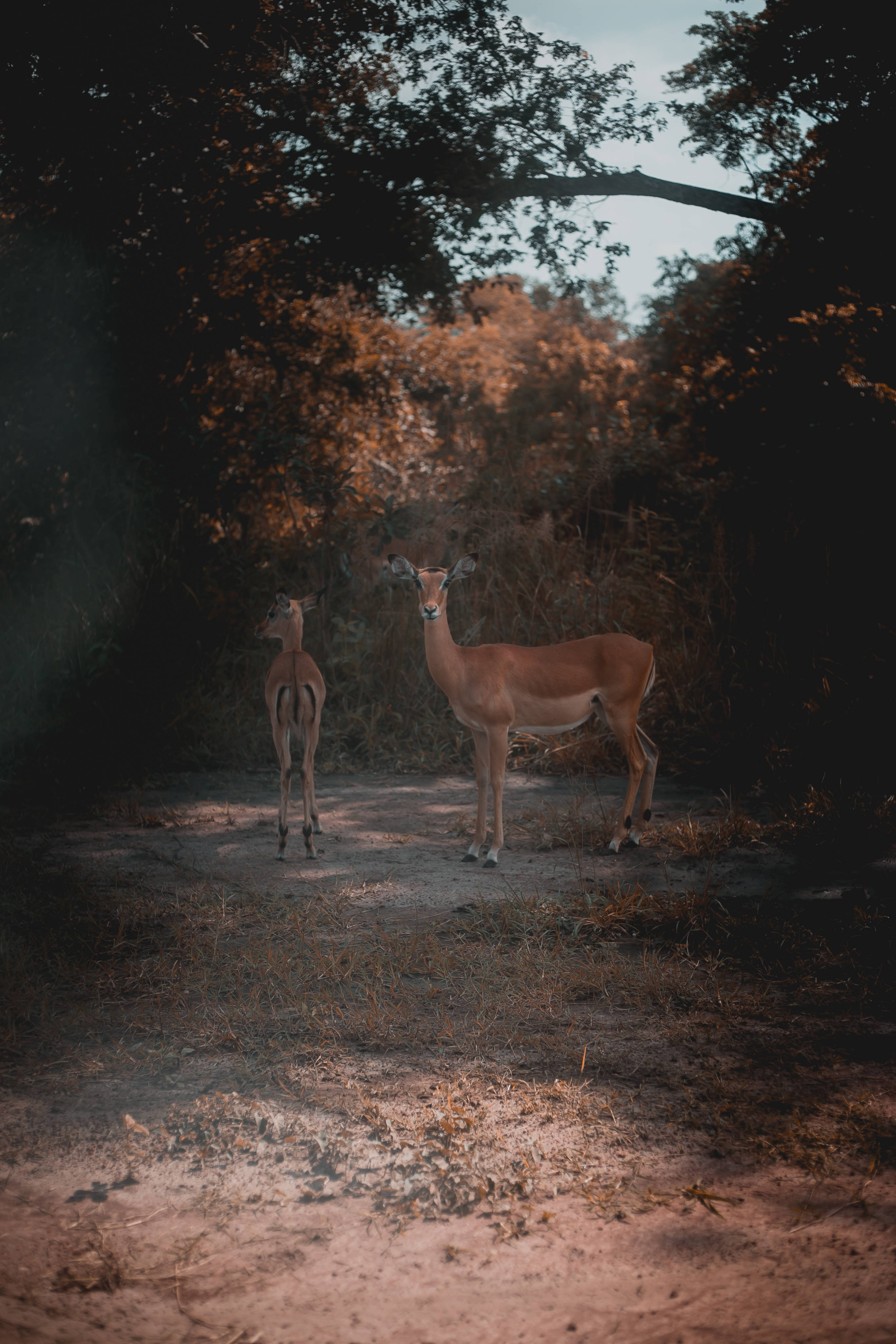 Rwanda, two deer, sunlit forest path, 4K Phone Wallpaper