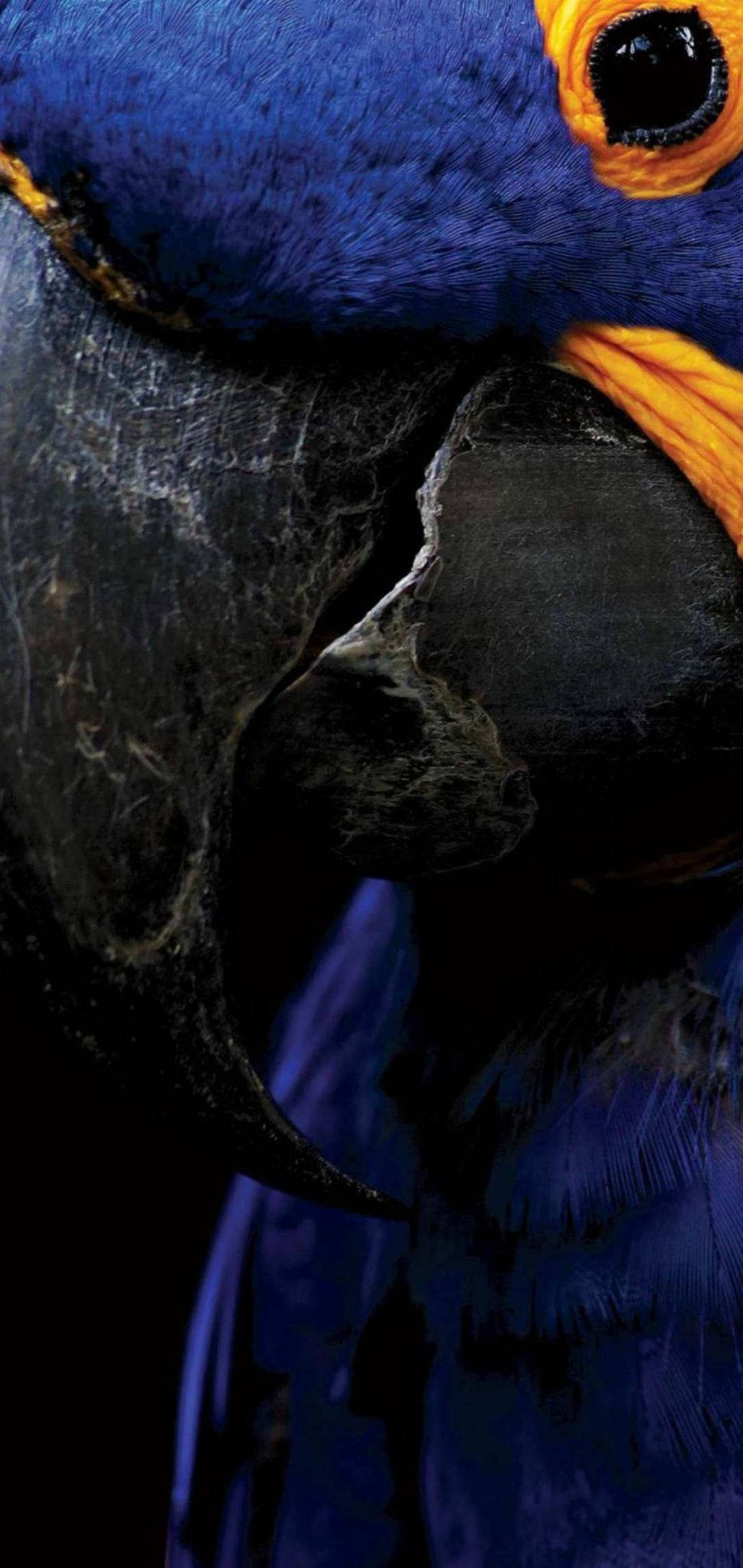 S10, blue macaw, vibrant orange facial feathers, Full HD Phone Wallpaper