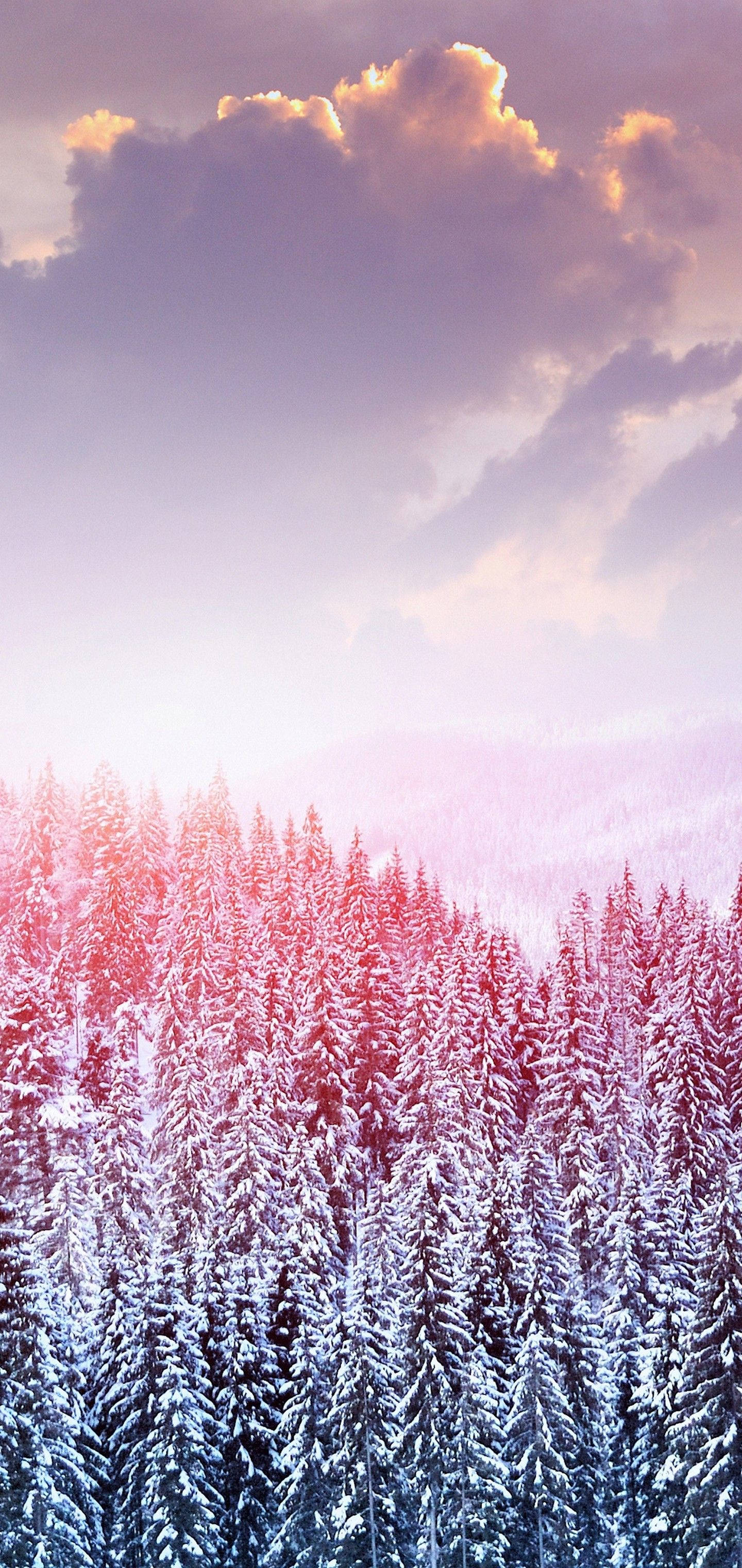 S10, Winter Snow Trees, pine forest, 2K Phone Wallpaper