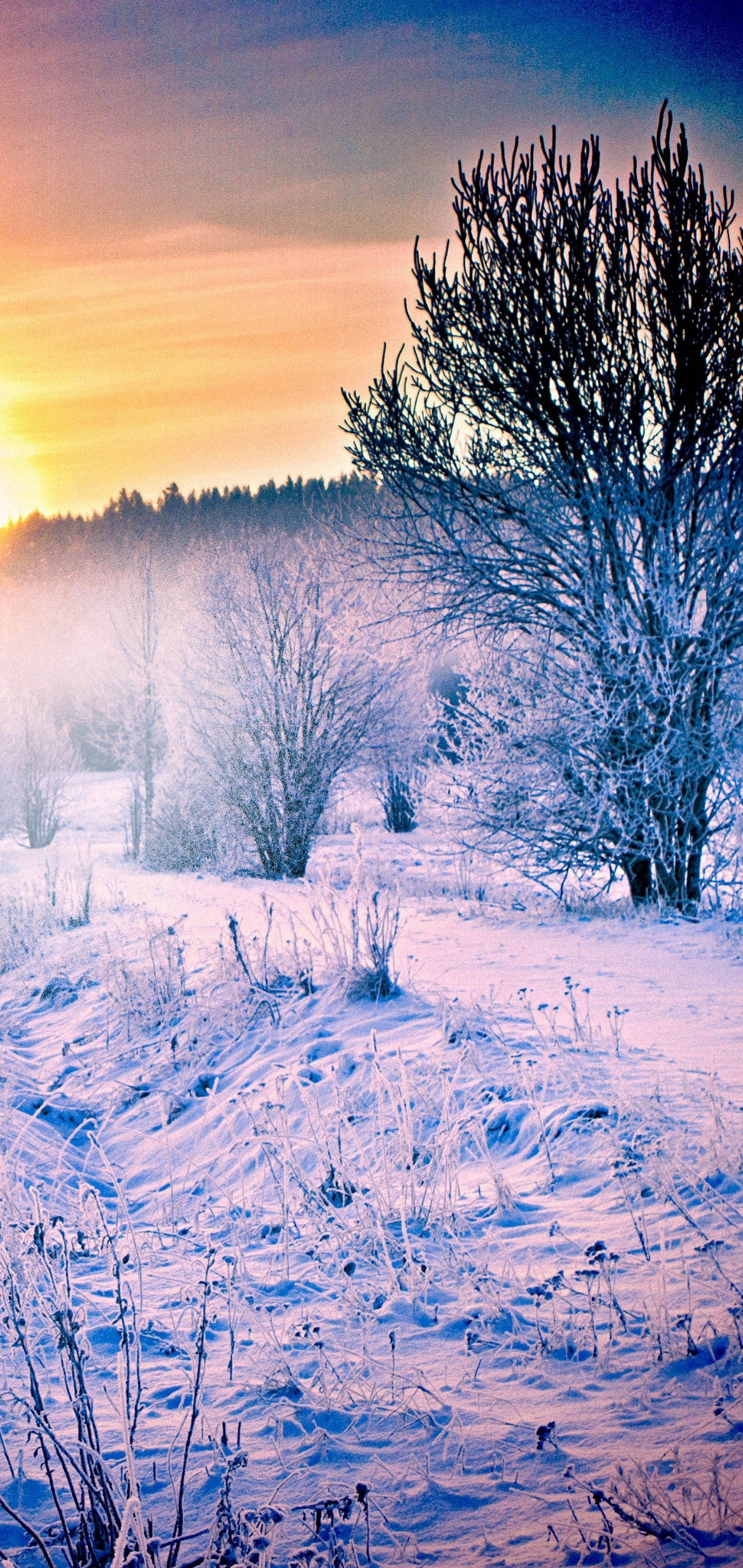 S10, snow forest, sunrise, 2K Phone Wallpaper