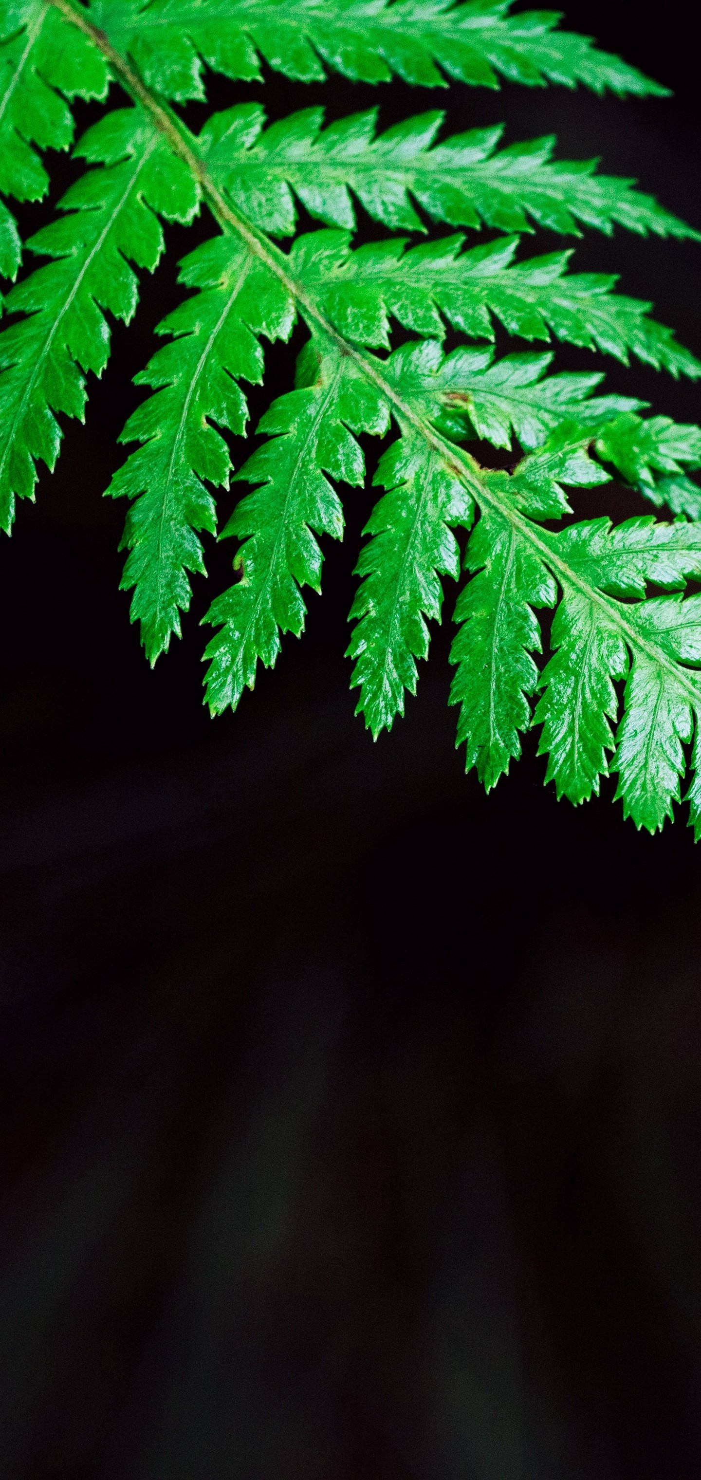S10, green fern leaf, vibrant green, 2K Phone Wallpaper