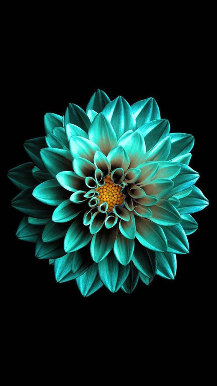 Black AMOLED, emerald flower, turquoise dahlia, HD Phone Wallpaper