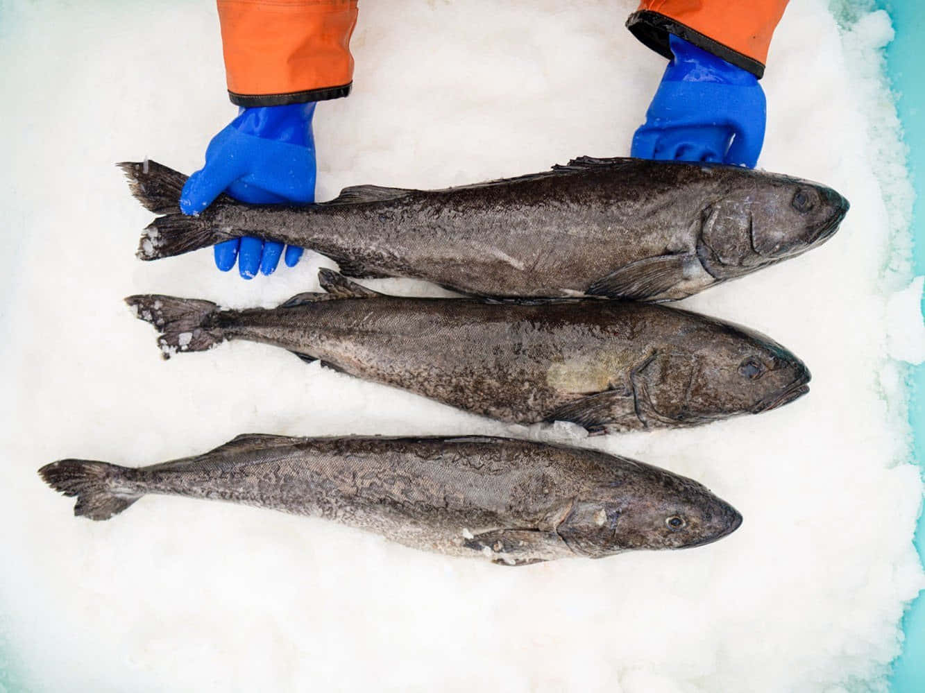 Sablefish, snow, gloved hands, HD Desktop Wallpaper