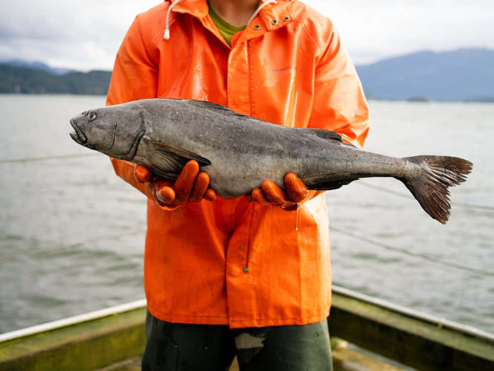 fisherman, sablefish, bright orange raincoat, SD Desktop Wallpaper