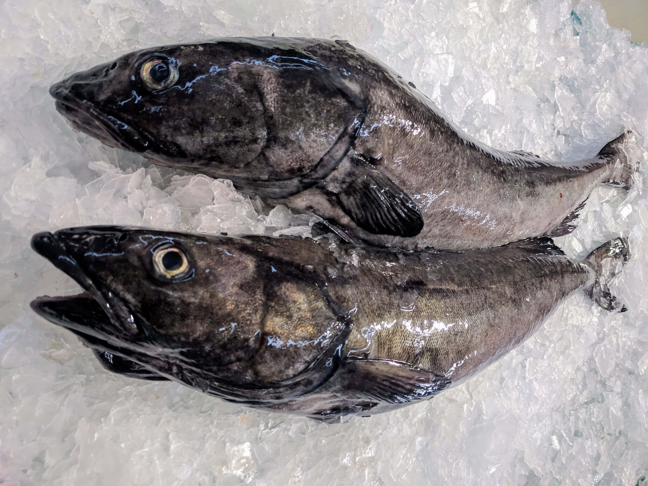 Sablefish, crushed ice, market display, Full HD Desktop Wallpaper