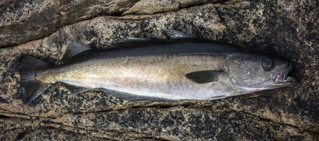 Sablefish, rocky surface, detailed scales, SD Desktop Wallpaper