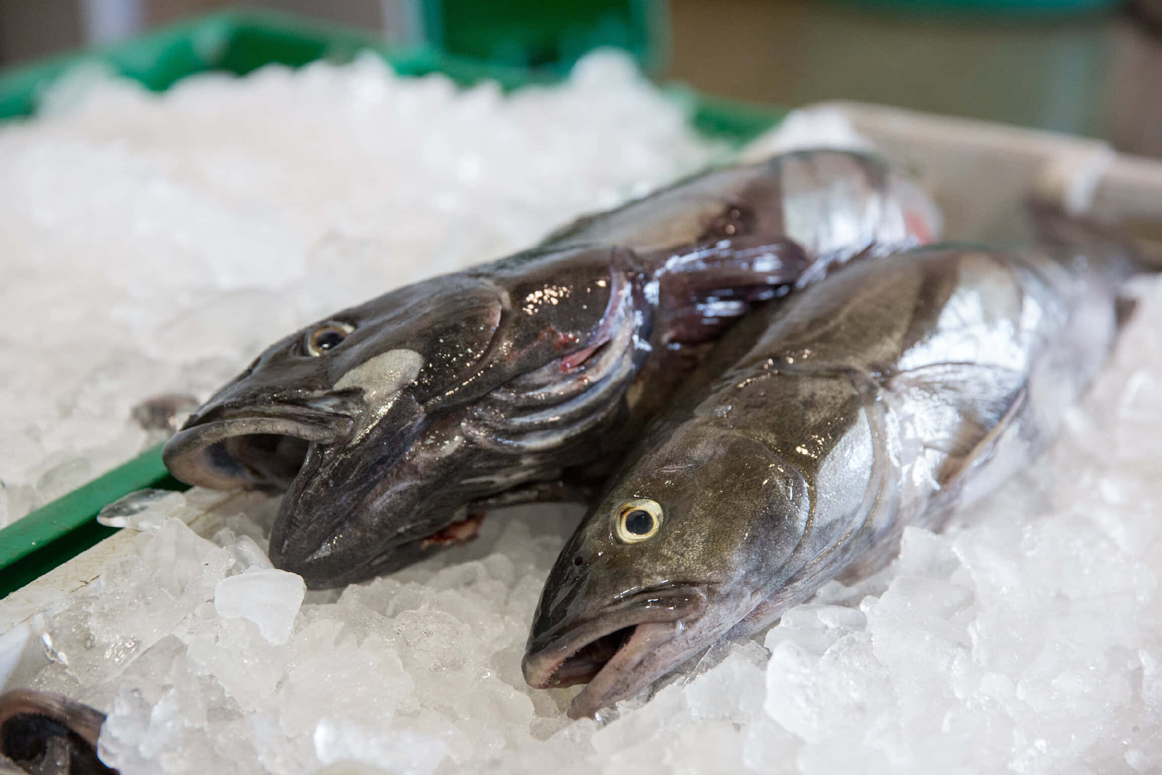 Sablefish, crushed ice, market display, Full HD Desktop Wallpaper
