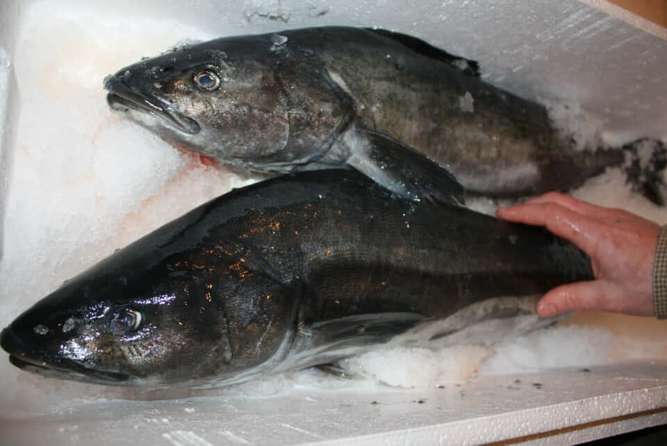 Sablefish, ice, market stall, SD Desktop Wallpaper