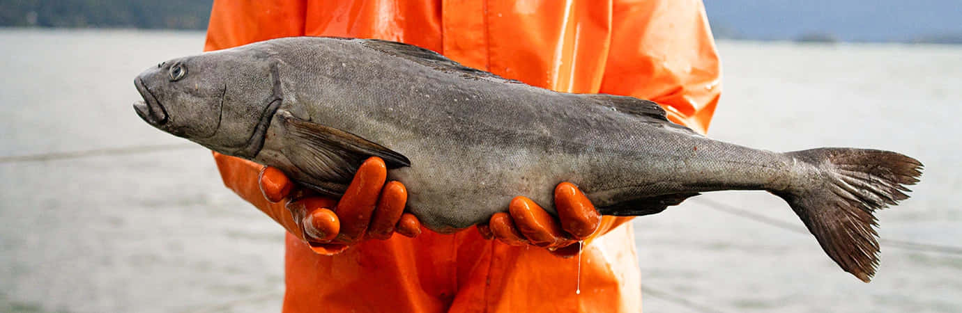 fisherman, large sablefish, bright orange gear, HD Desktop Wallpaper